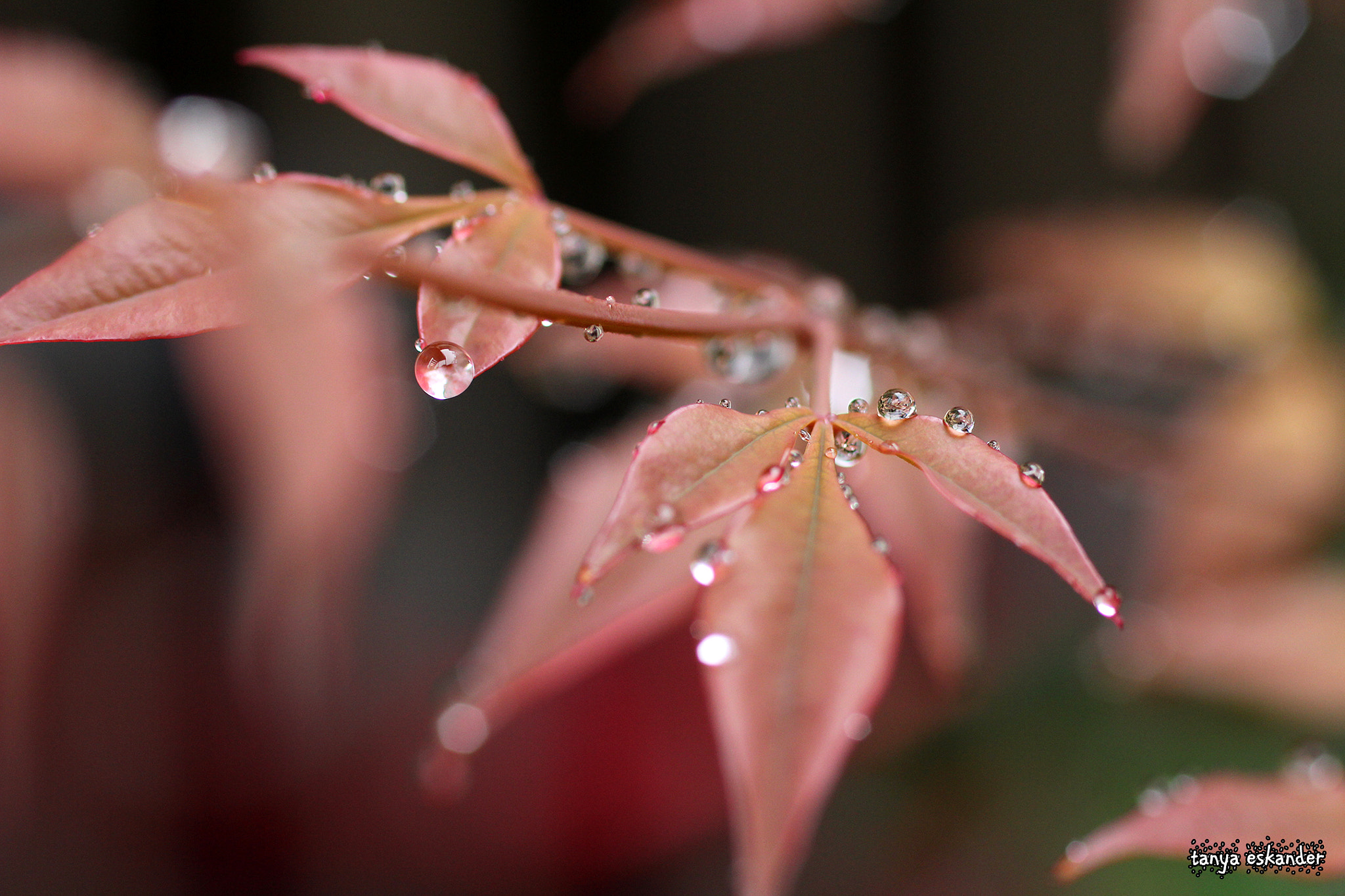 Canon EOS 60D + Canon EF 50mm F2.5 Macro sample photo. Rain drops photography