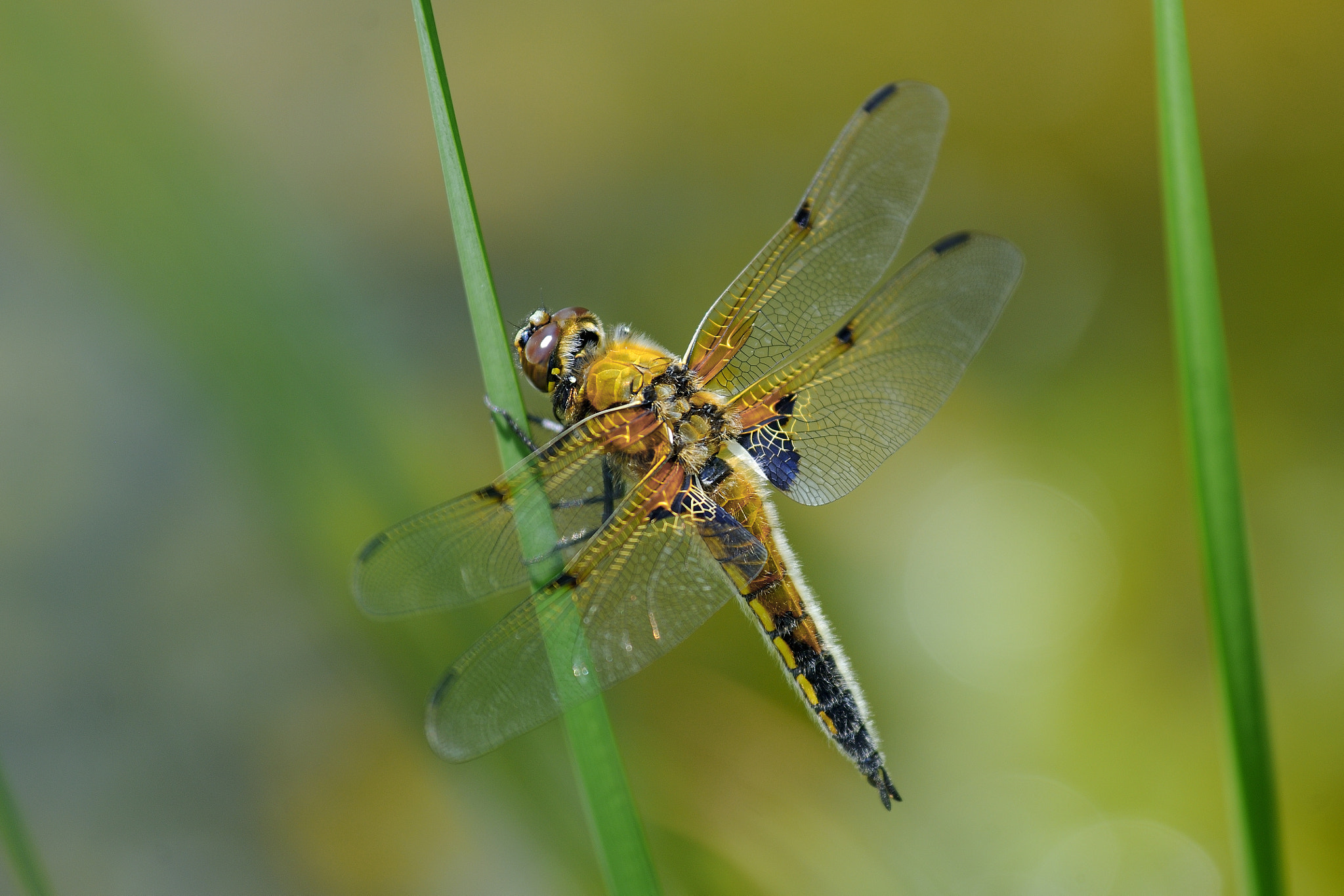 Nikon D3X sample photo. Short rest photography