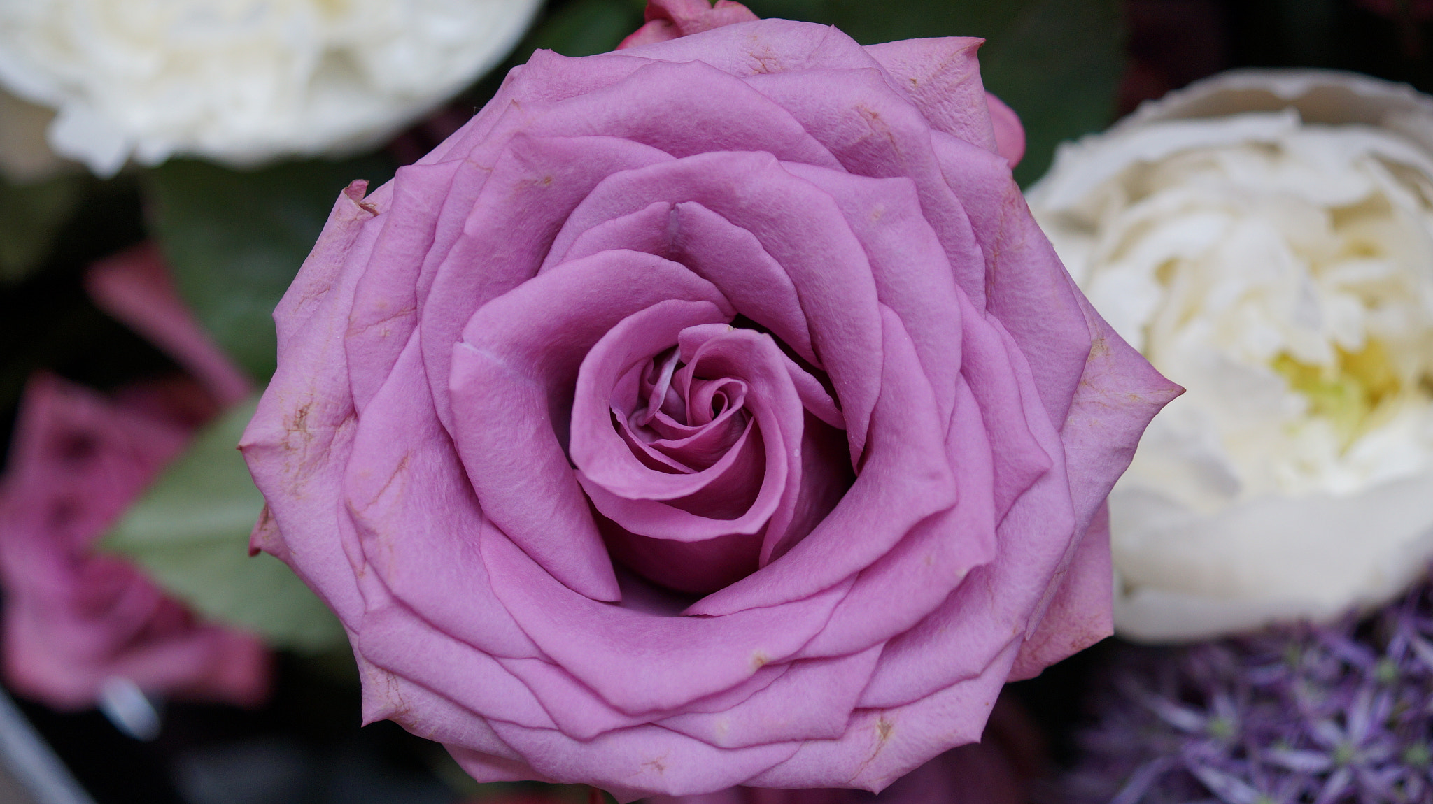 Sony SLT-A58 + Sony DT 30mm F2.8 Macro SAM sample photo. Rose photography