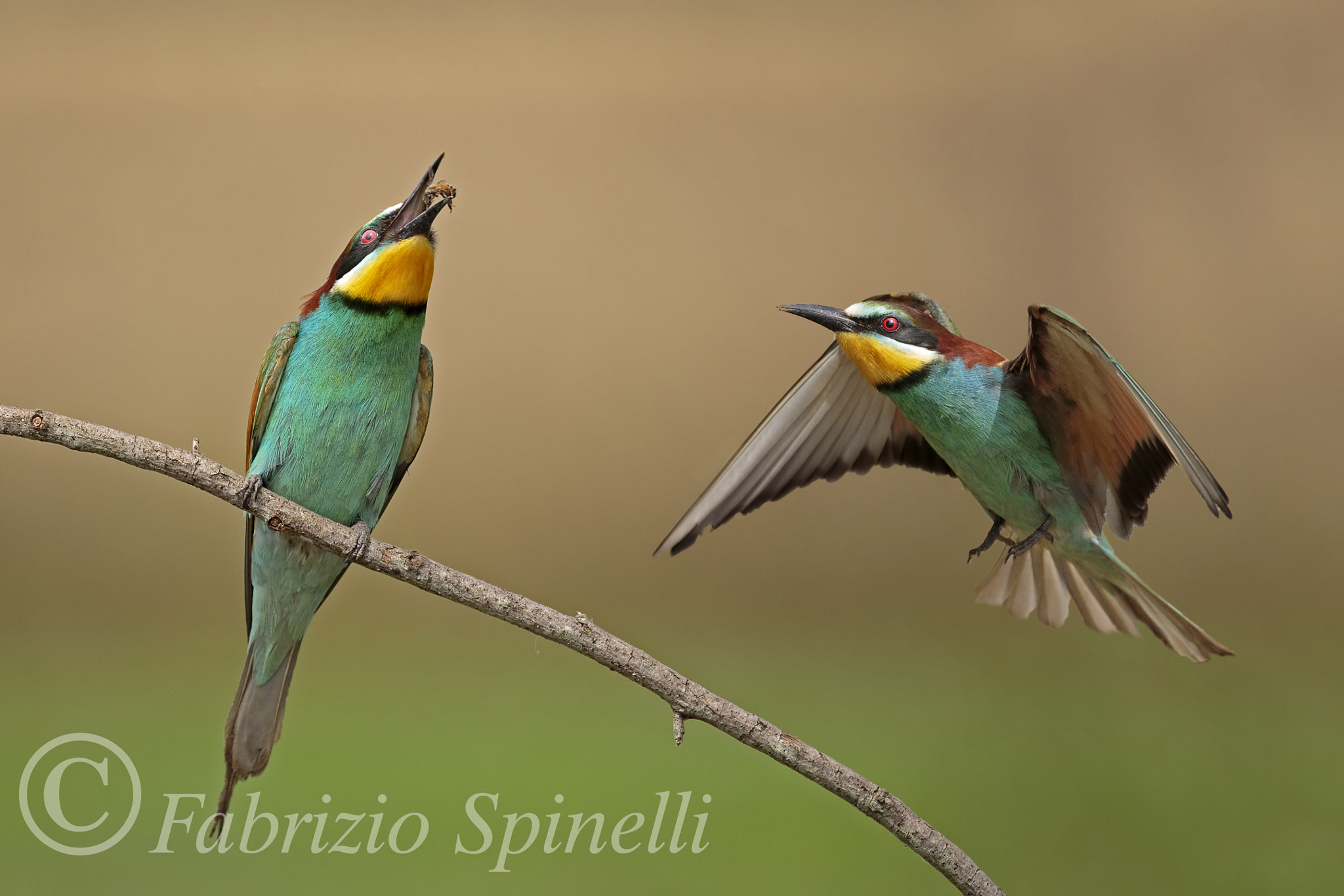 150-600mm F5-6.3 DG OS HSM | Sports 014 sample photo. Gruccioni photography