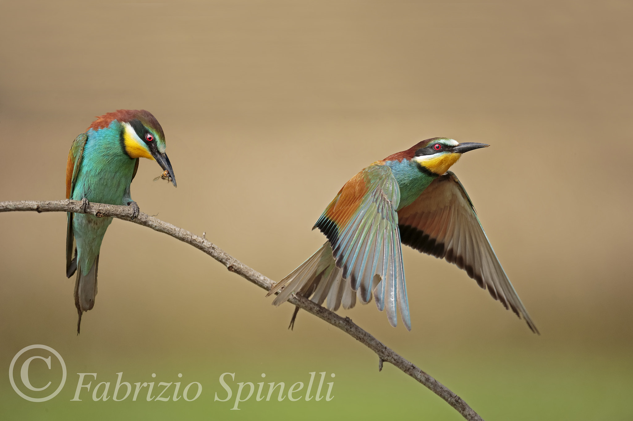 150-600mm F5-6.3 DG OS HSM | Sports 014 sample photo. Gruccioni photography