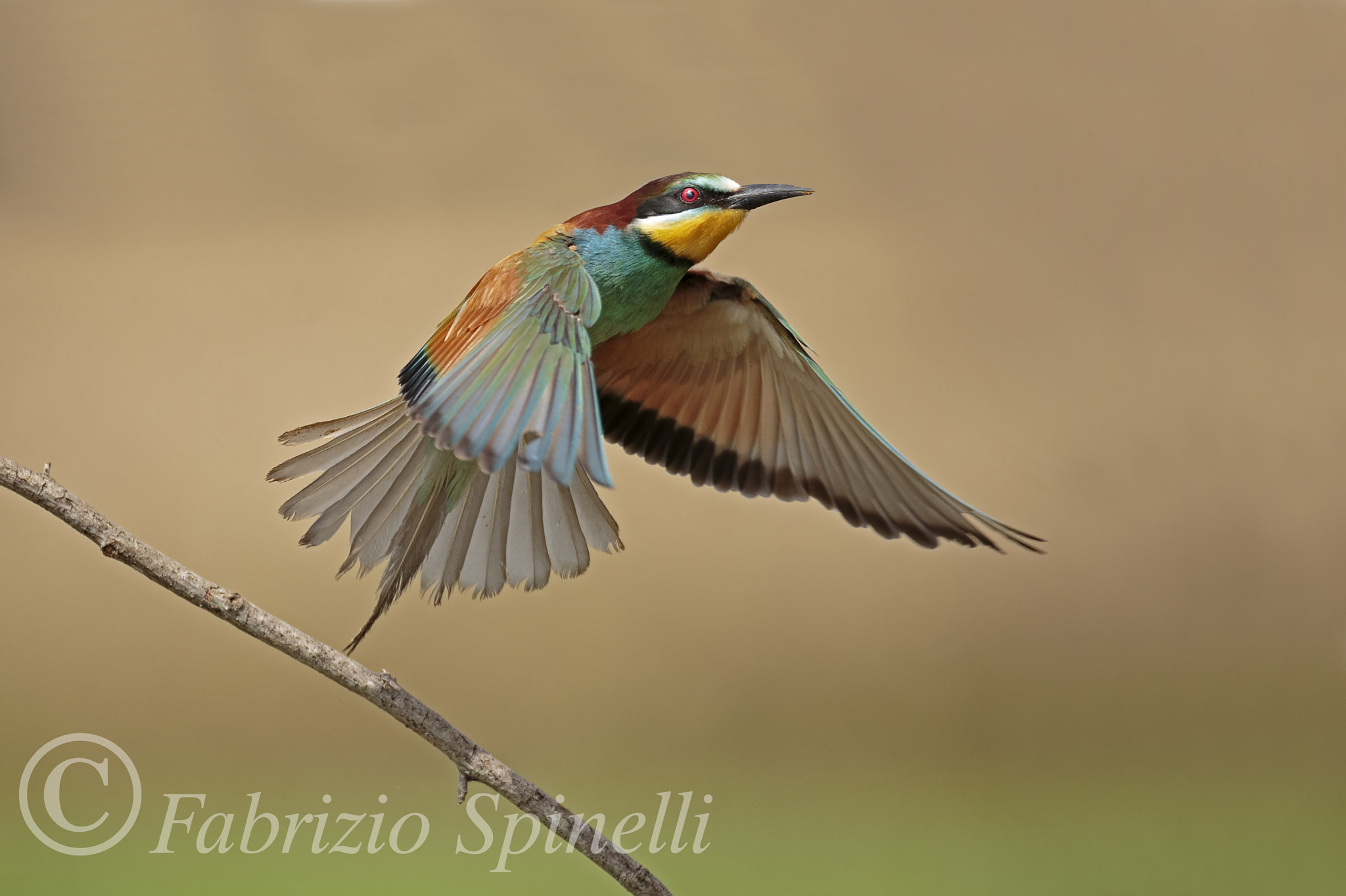 150-600mm F5-6.3 DG OS HSM | Sports 014 sample photo. Gruccioni photography