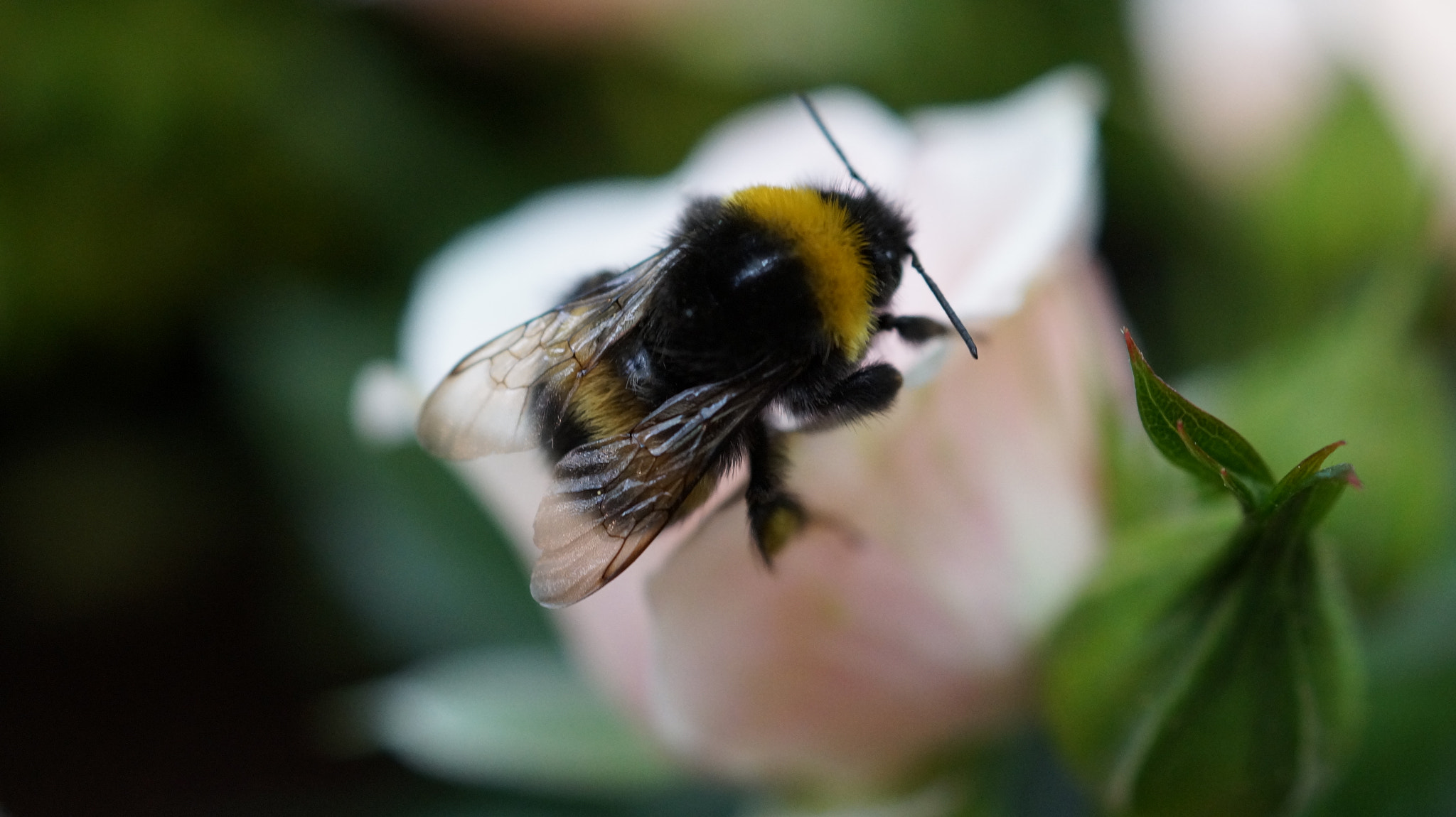 Sony SLT-A58 + Sony DT 30mm F2.8 Macro SAM sample photo. Bumblebee photography