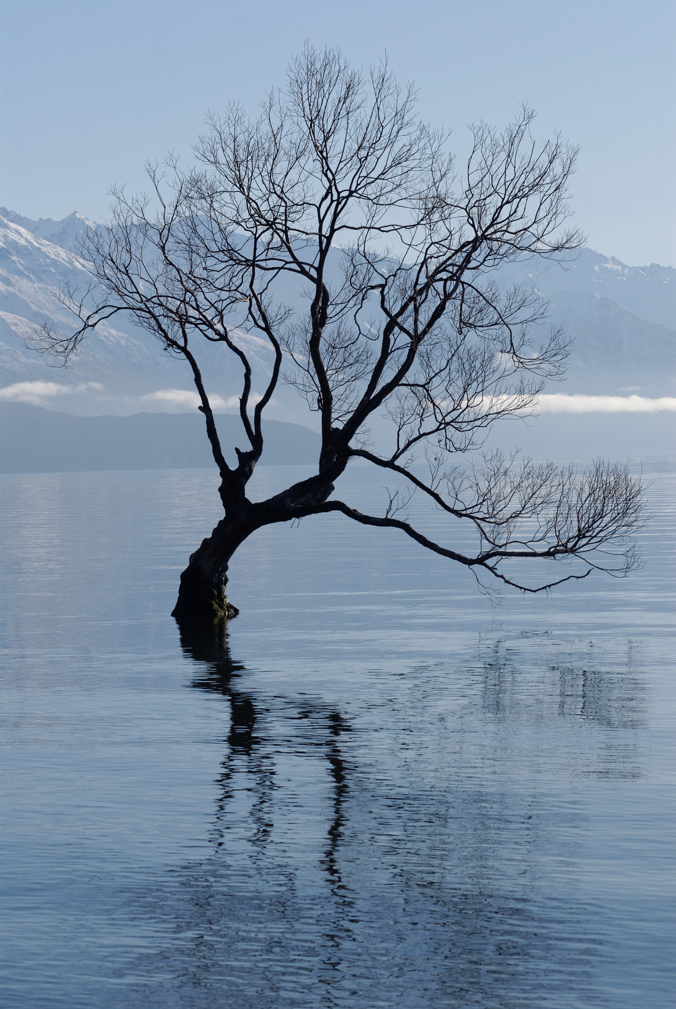 Nikon AF-Nikkor 80-200mm F2.8D ED sample photo. Wanaka tree photography