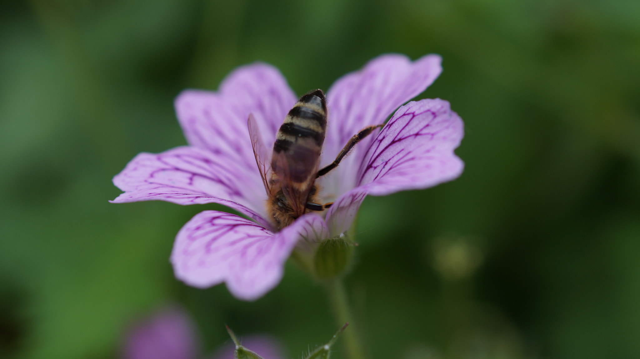 Sony SLT-A58 + Sony DT 30mm F2.8 Macro SAM sample photo