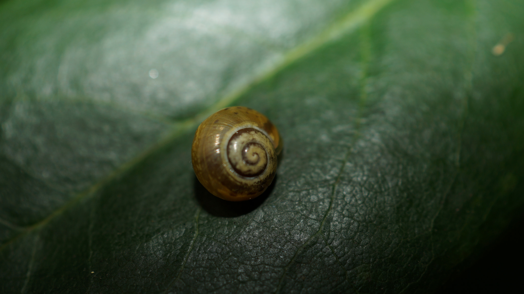 Sony SLT-A58 + Sony DT 30mm F2.8 Macro SAM sample photo. Escargot photography
