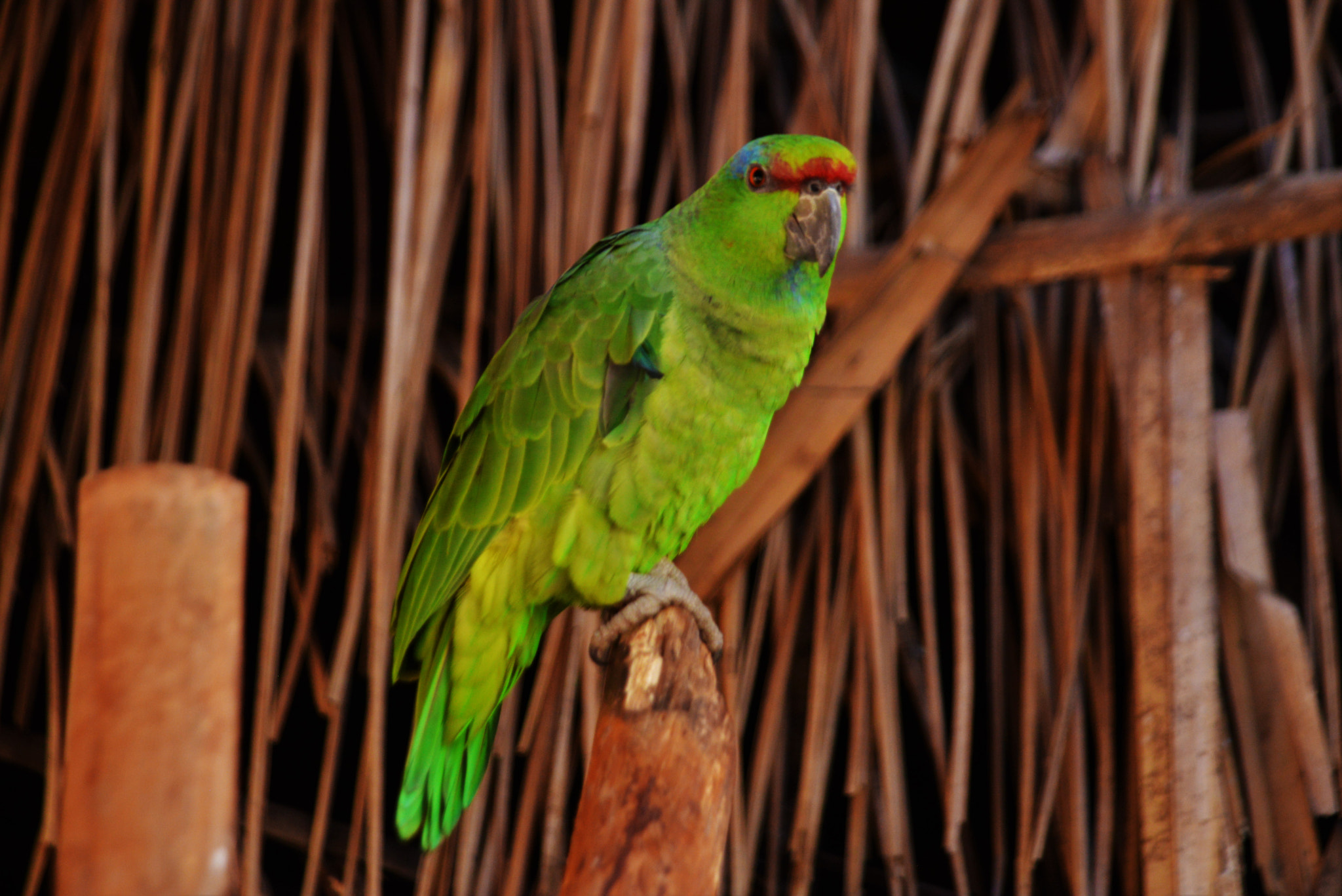 AF Zoom-Nikkor 24-120mm f/3.5-5.6D IF sample photo. The free bird!!! photography