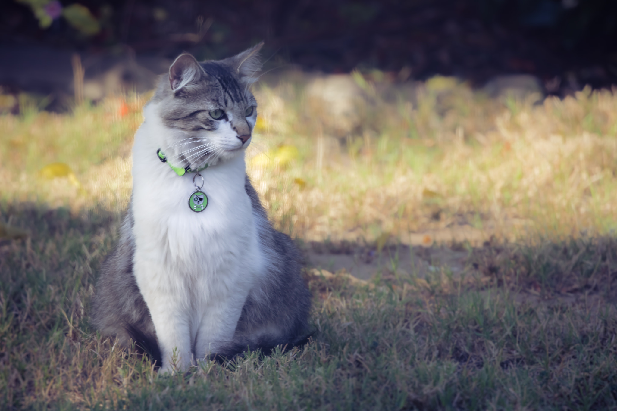 Canon EOS 5DS sample photo. The unexpected guest in backyard photography