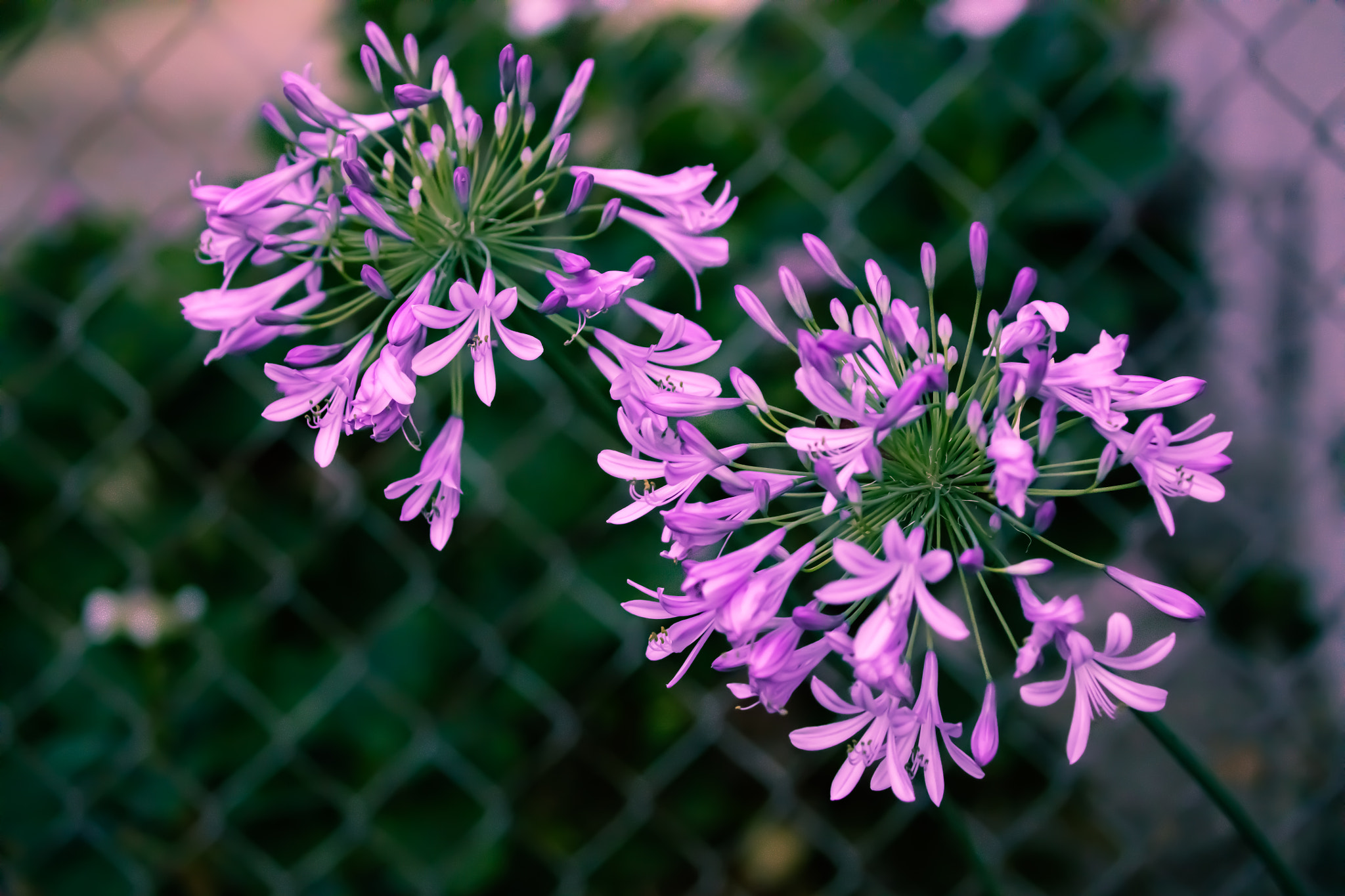 Canon EOS 5DS sample photo. African lily - make the spring stay photography