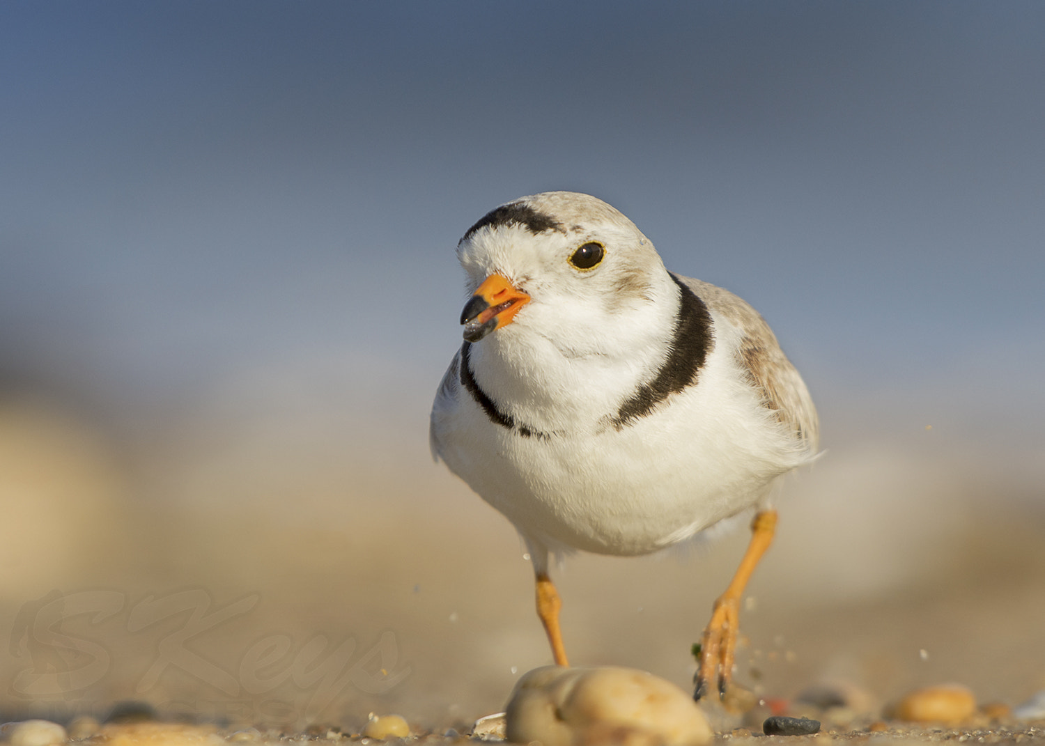 Nikon D7200 + Sigma 500mm F4.5 EX DG HSM sample photo. Investigation (piping plover) photography