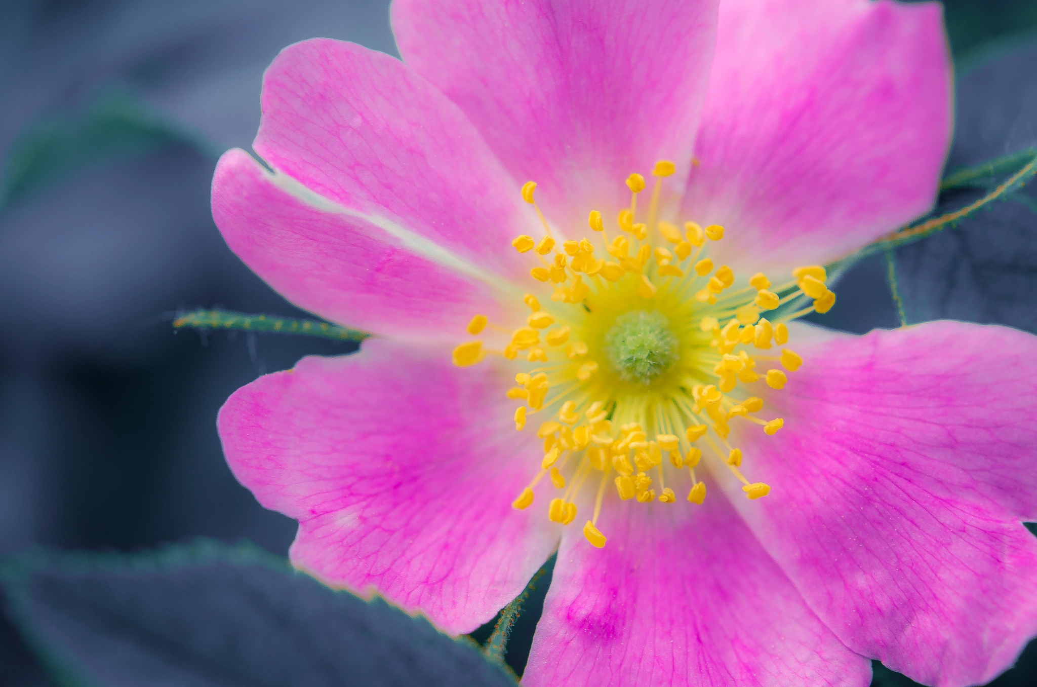 Nikon AF-S Micro-Nikkor 60mm F2.8G ED sample photo. Dog-rose photography