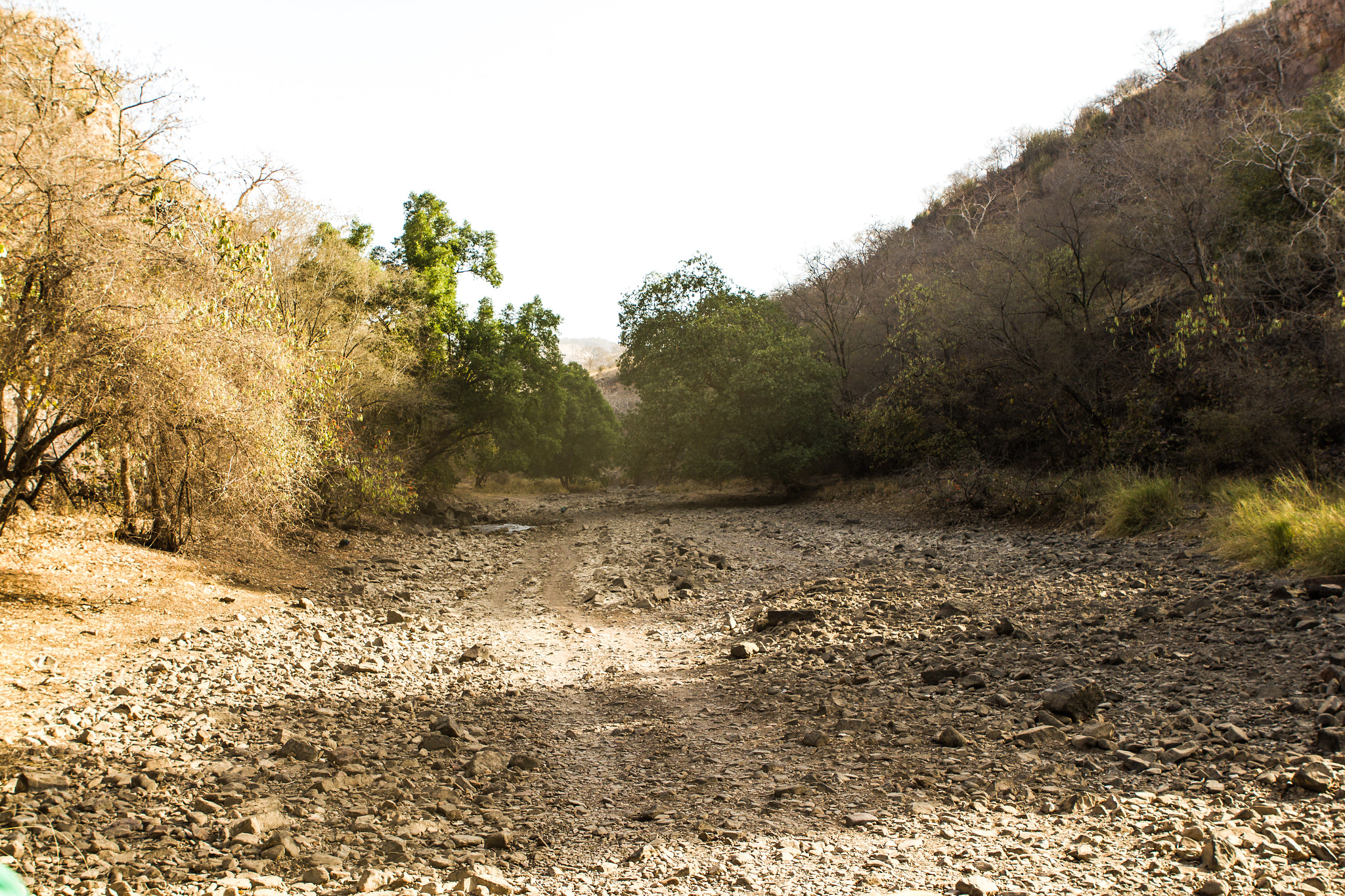 Canon EOS 550D (EOS Rebel T2i / EOS Kiss X4) sample photo. Ranthambore, india photography