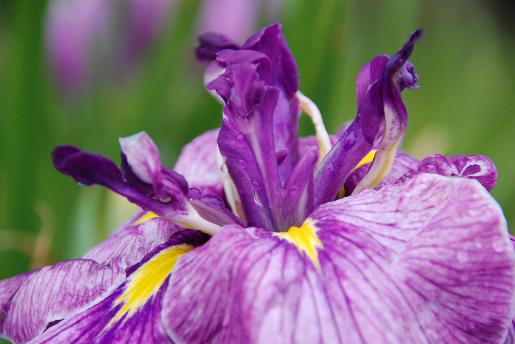 Nikon D80 + Sigma 18-200mm F3.5-6.3 DC sample photo. Iris after the rain photography