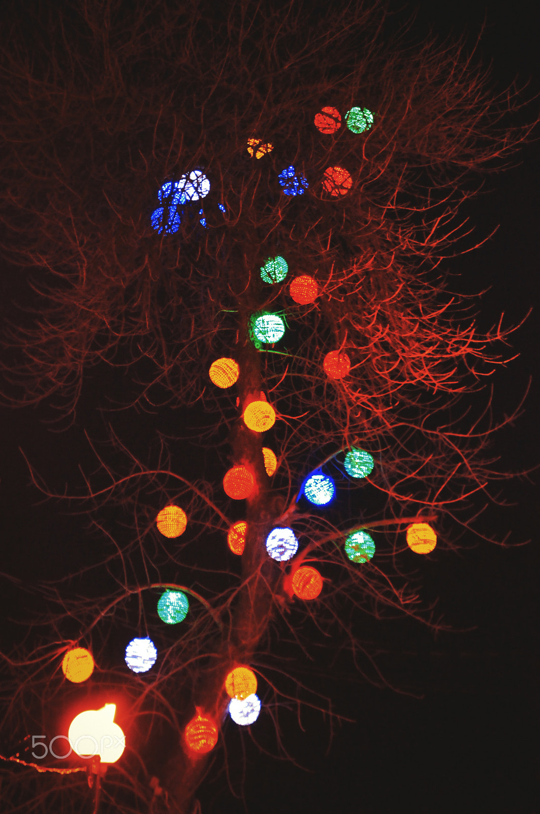 Sony Alpha DSLR-A580 sample photo. Lights and tree photography