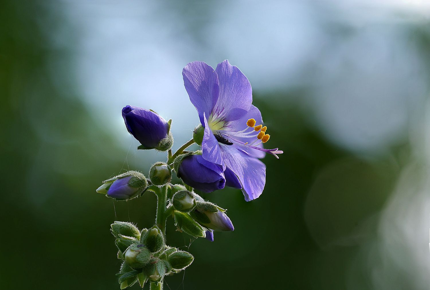 Olympus M.Zuiko Digital ED 60mm F2.8 Macro sample photo. Jakobsleiter photography