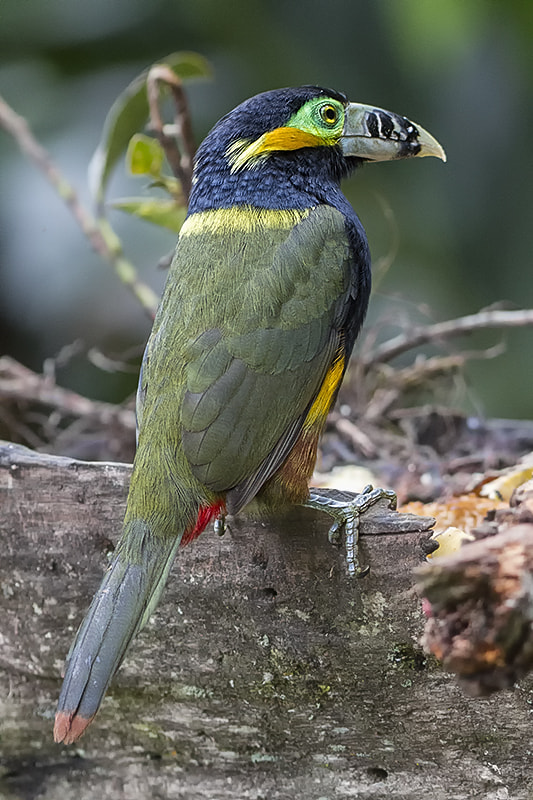 Canon EF 300mm F4L IS USM sample photo. Spot-billed toucanet photography