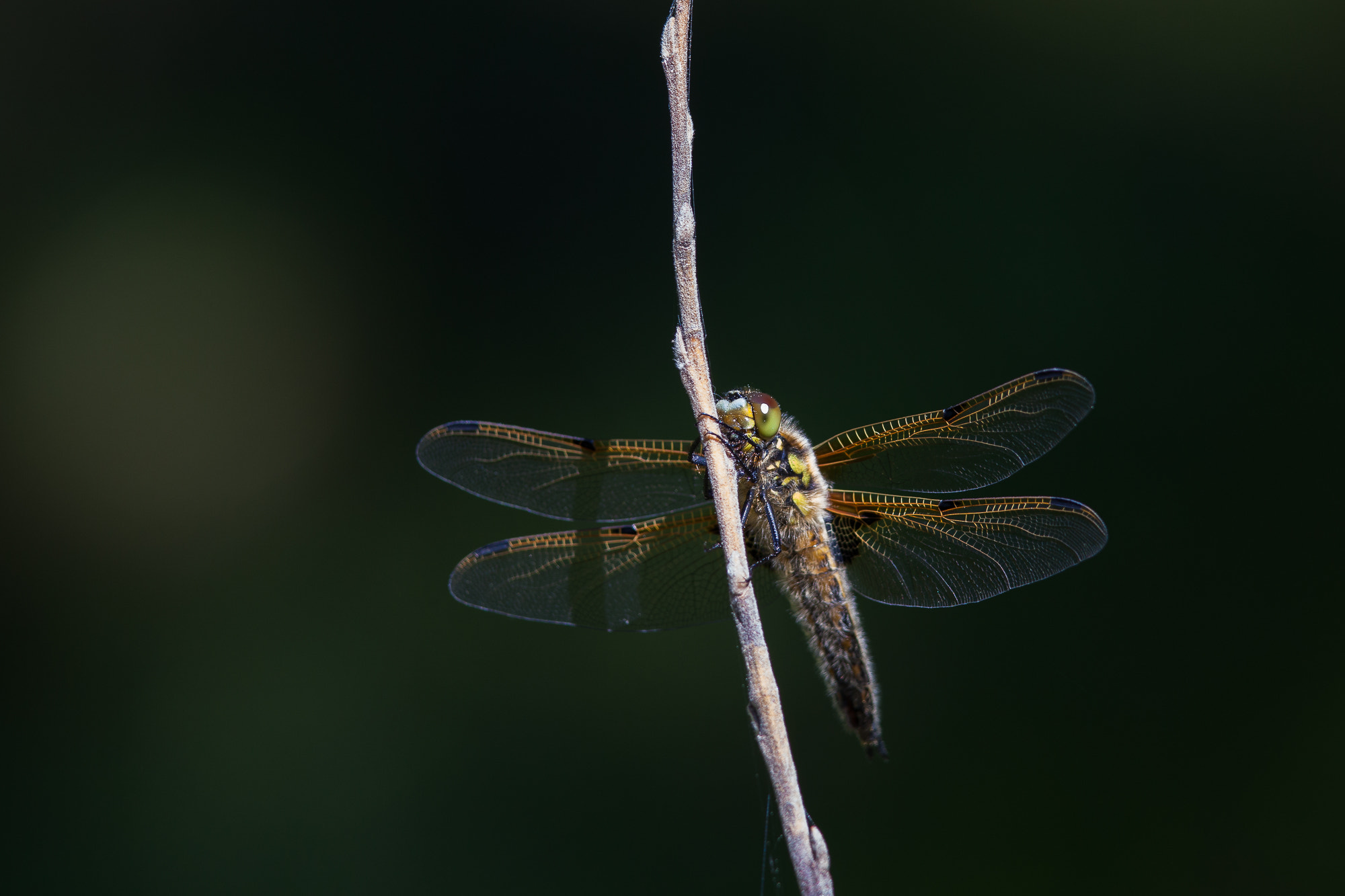 Canon EF 300mm F4L IS USM sample photo. Dragonfly, libellula quadrimaculata photography