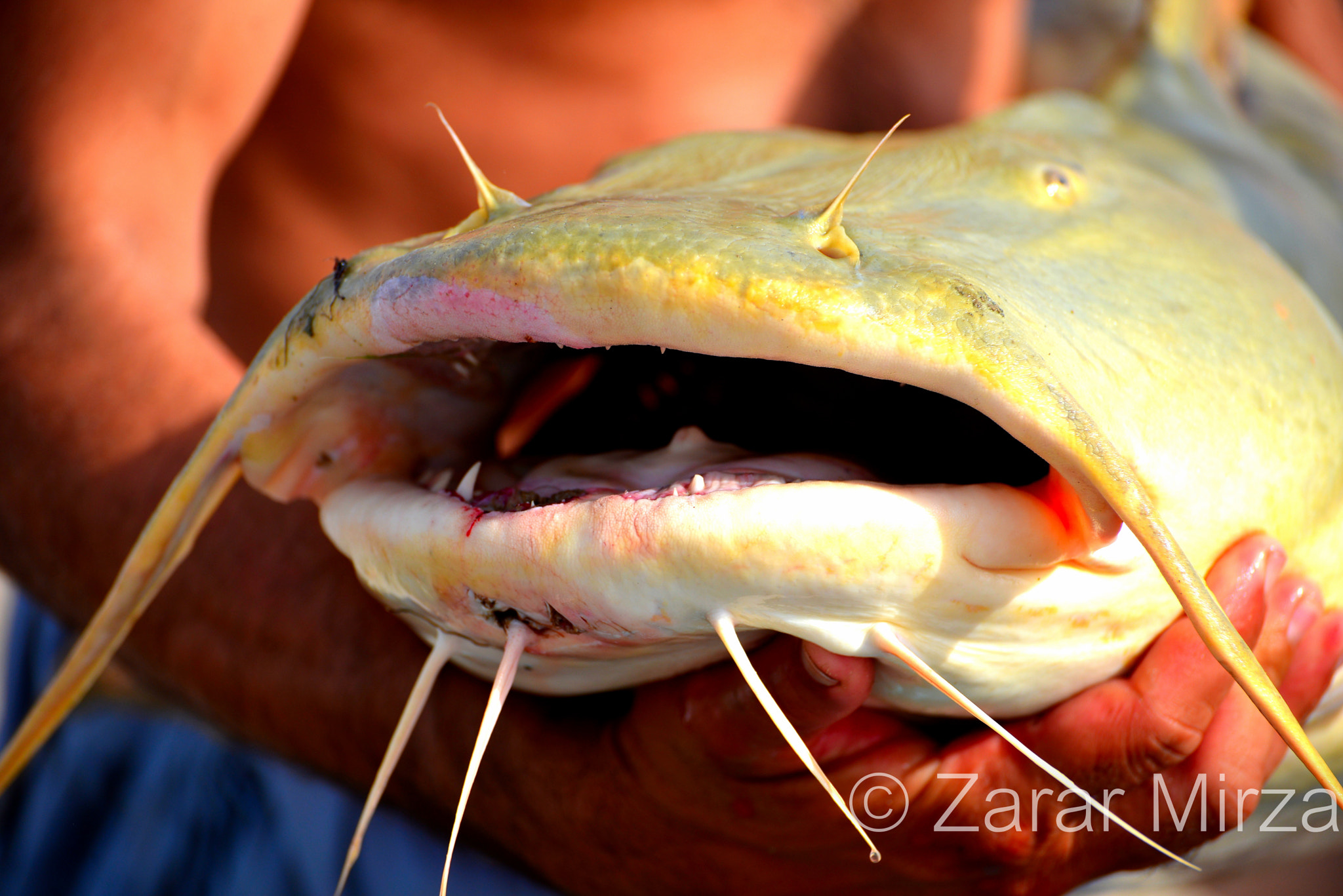 AF Zoom-Nikkor 35-70mm f/2.8 + 2x sample photo. Indian giant catfish photography
