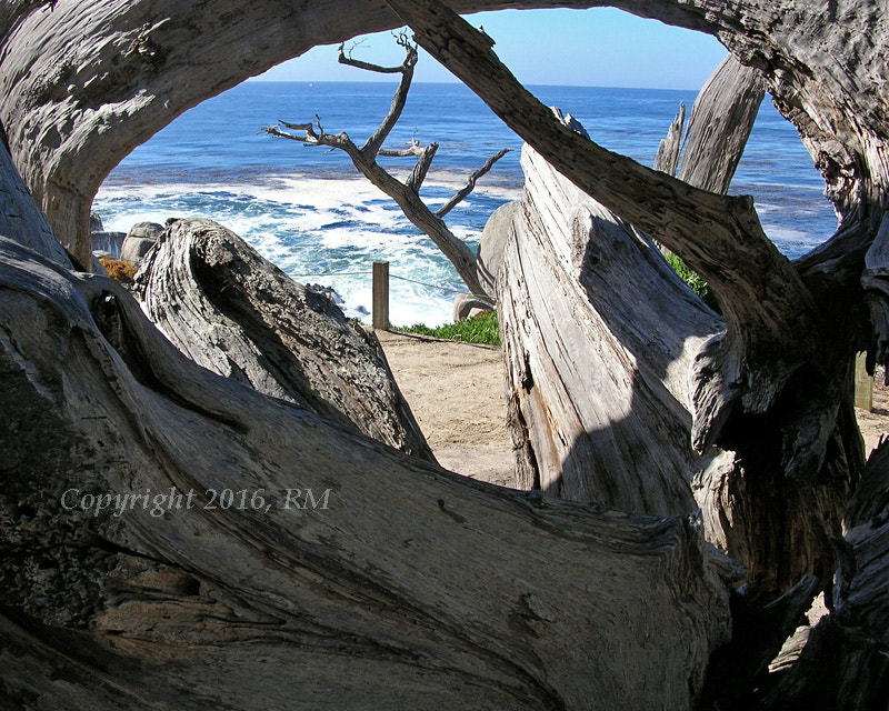 Nikon E4800 sample photo. Driftwood view photography