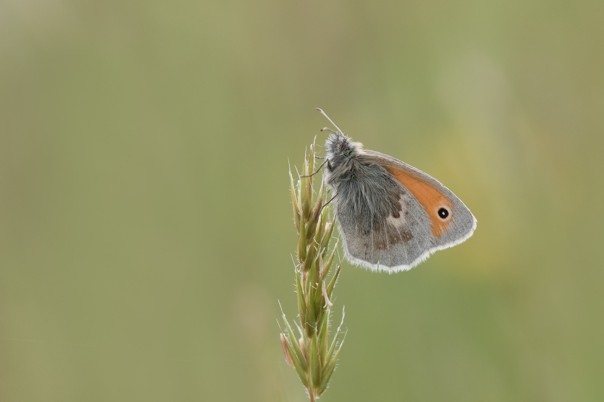 Canon EF 180mm F3.5L Macro USM sample photo. Small heath photography