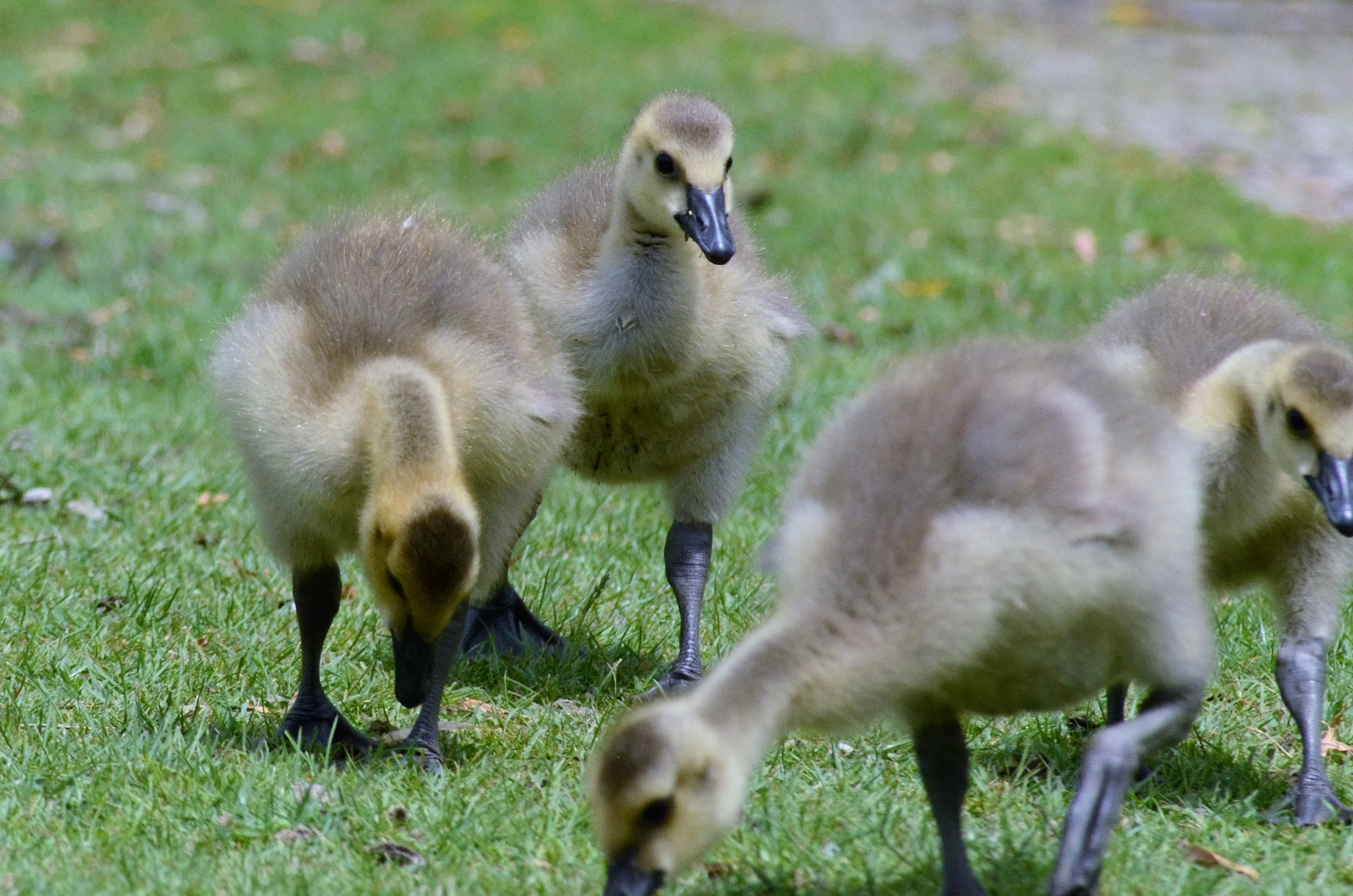 AF Zoom-Nikkor 70-300mm f/4-5.6D ED sample photo. It's that time of year in canada photography