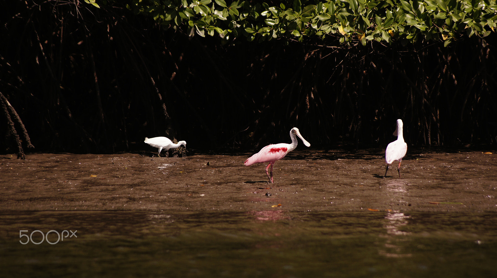 Sony DT 55-200mm F4-5.6 SAM sample photo