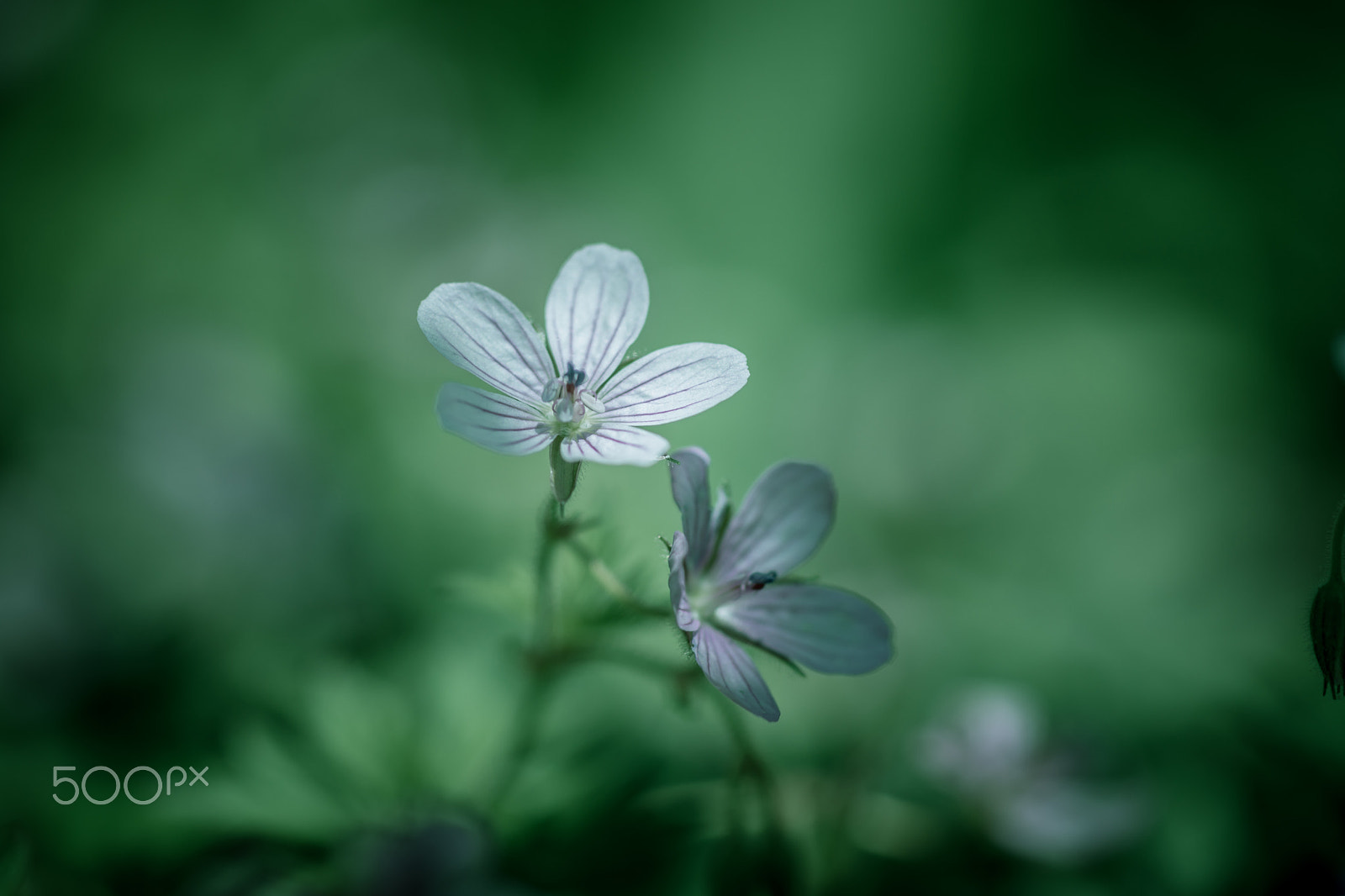 Sony a99 II + Sony 100mm F2.8 Macro sample photo. Weak colors photography