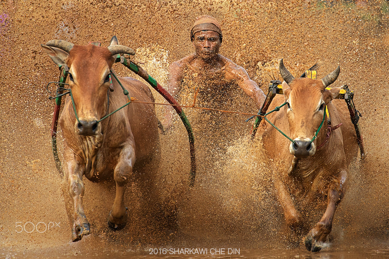 Canon EF 70-300mm F4-5.6L IS USM sample photo. Pacu jawi in west sumatra, indonesia. photography