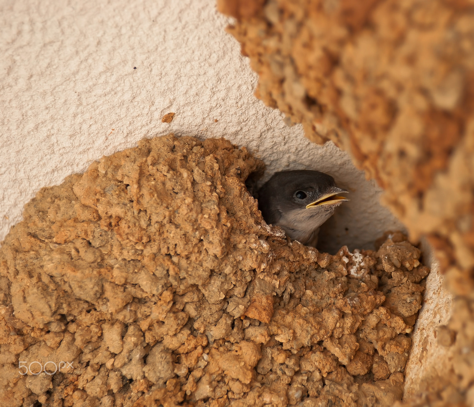 Nikon D40X sample photo. Birds and nids photography