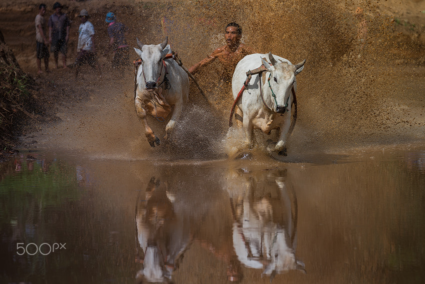 Canon EF 70-300mm F4-5.6L IS USM sample photo. Pacu jawi in west sumatra, indonesia. photography