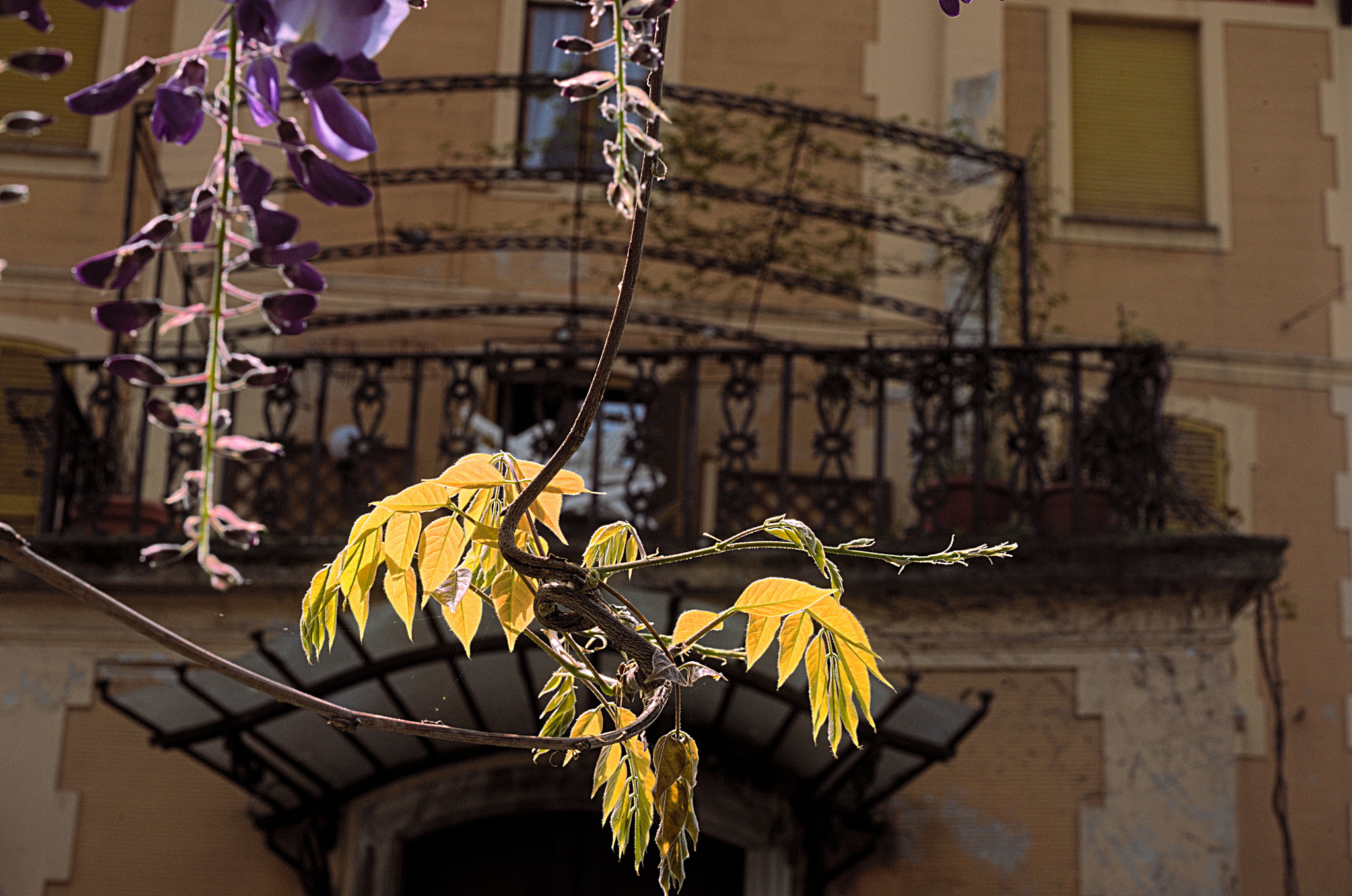 Manual Lens No CPU sample photo. Springtime in the city photography