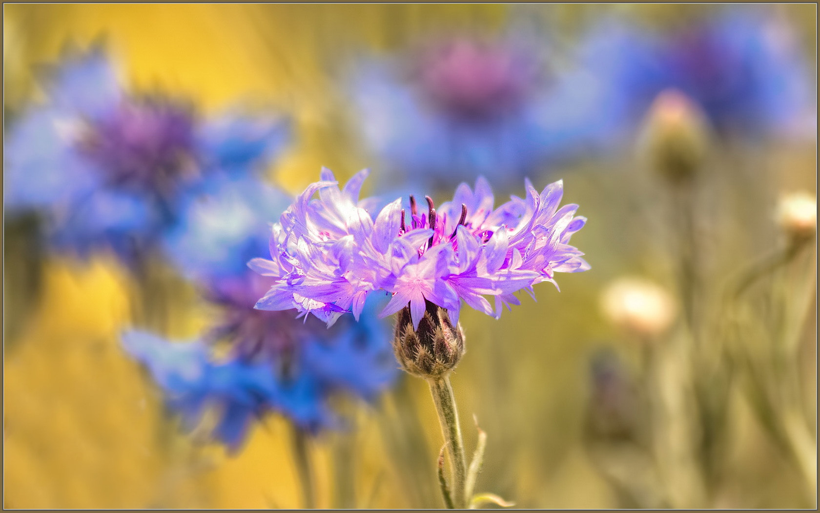 Sigma 70-300mm F4-5.6 APO Macro Super II sample photo. Dazzled photography