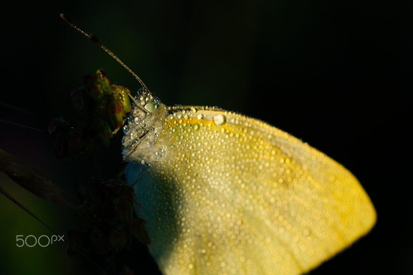 Nikon D40X sample photo. Butterfly #5 photography