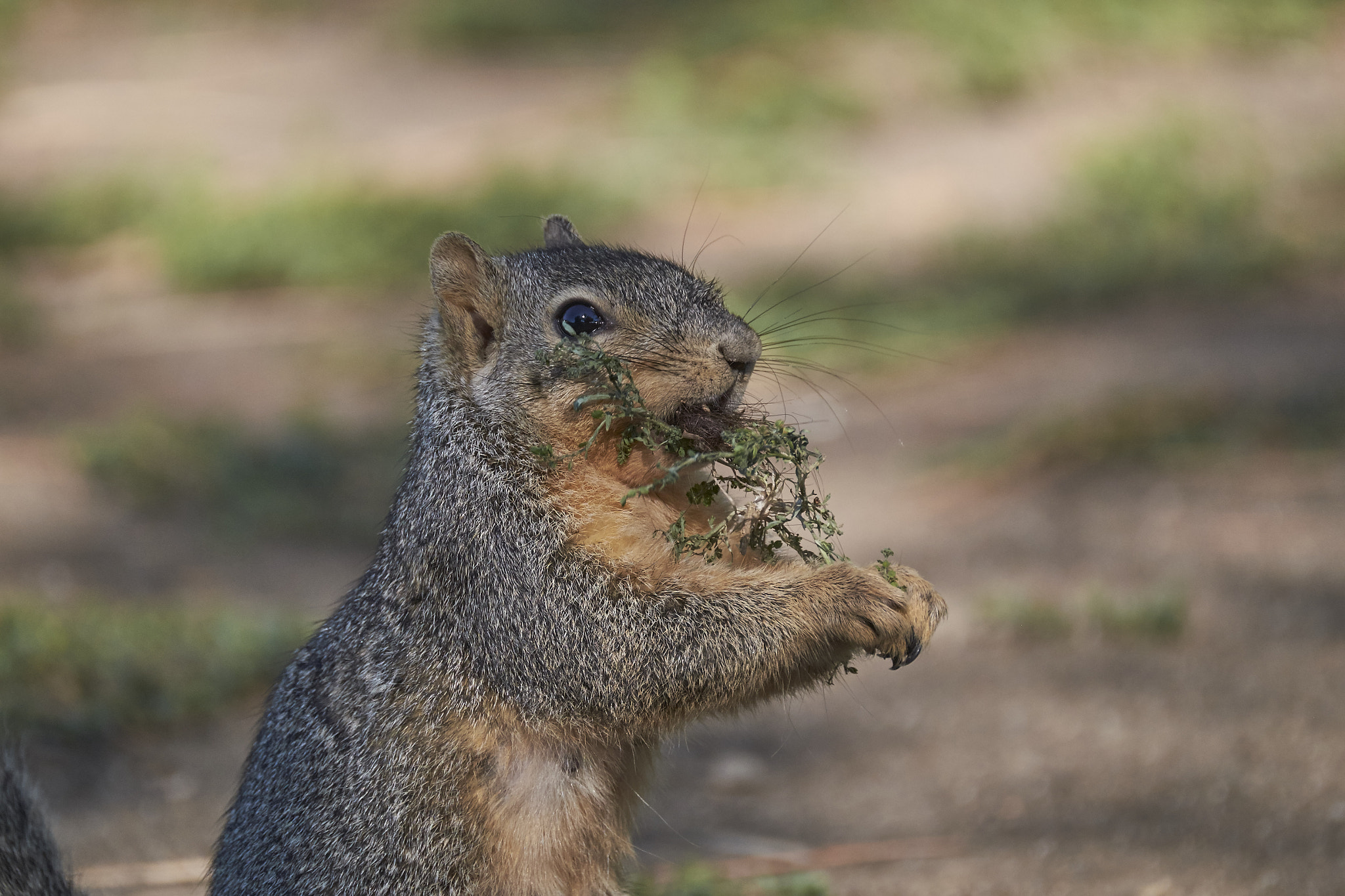 XF100-400mmF4.5-5.6 R LM OIS WR + 1.4x sample photo. 25727870723.jpg photography