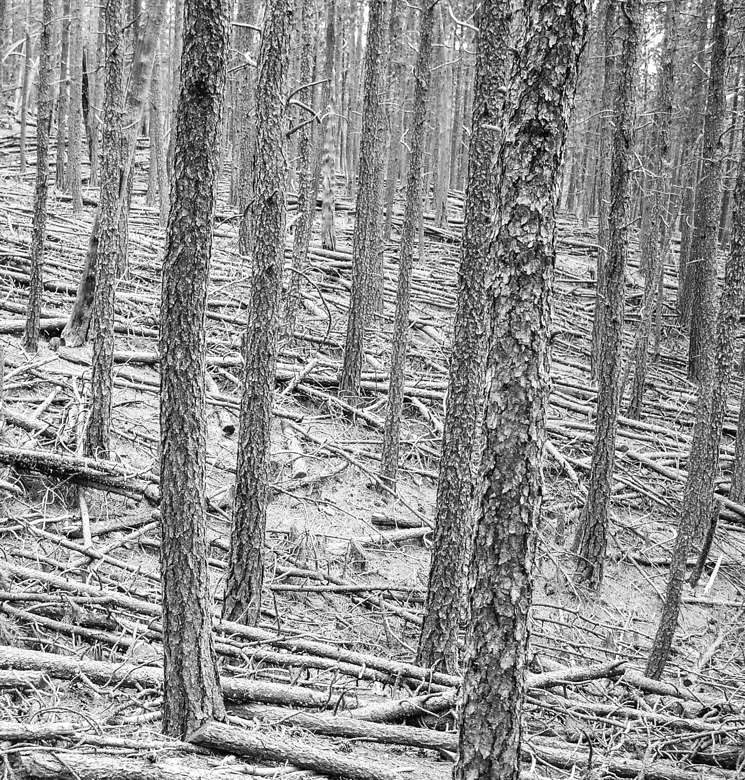 Kodak DX4530 ZOOM DIGITAL CAMERA sample photo. Downed trees from forest fire photography