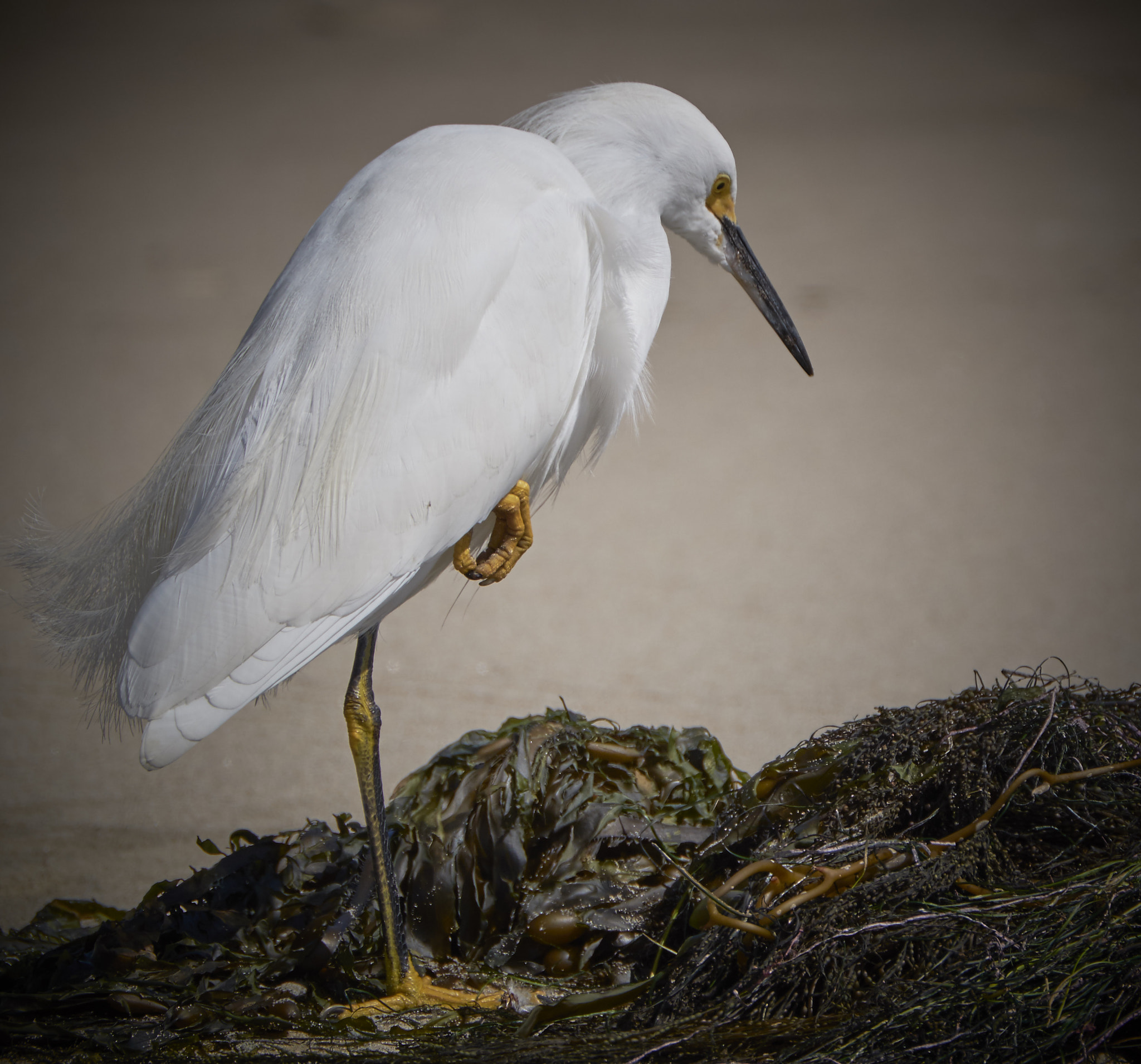 Fujifilm X-T1 + XF100-400mmF4.5-5.6 R LM OIS WR + 1.4x sample photo. 25653878242.jpg photography