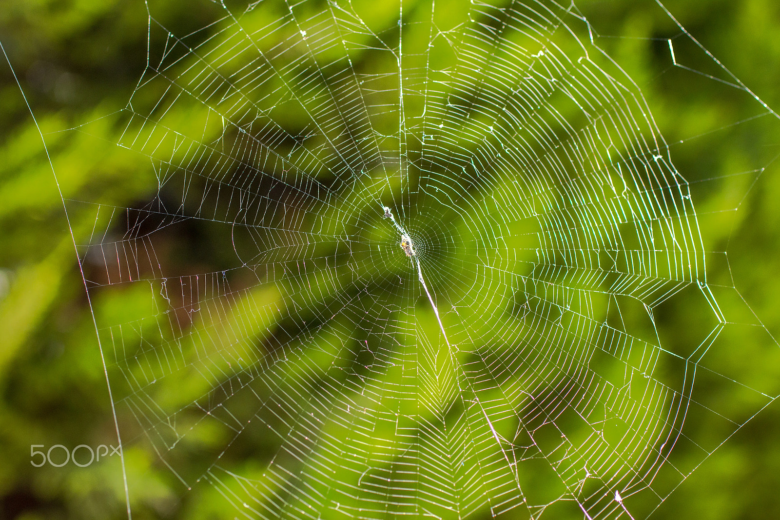 Canon EOS 70D + Canon EF 50mm F2.5 Macro sample photo. Spider web photography