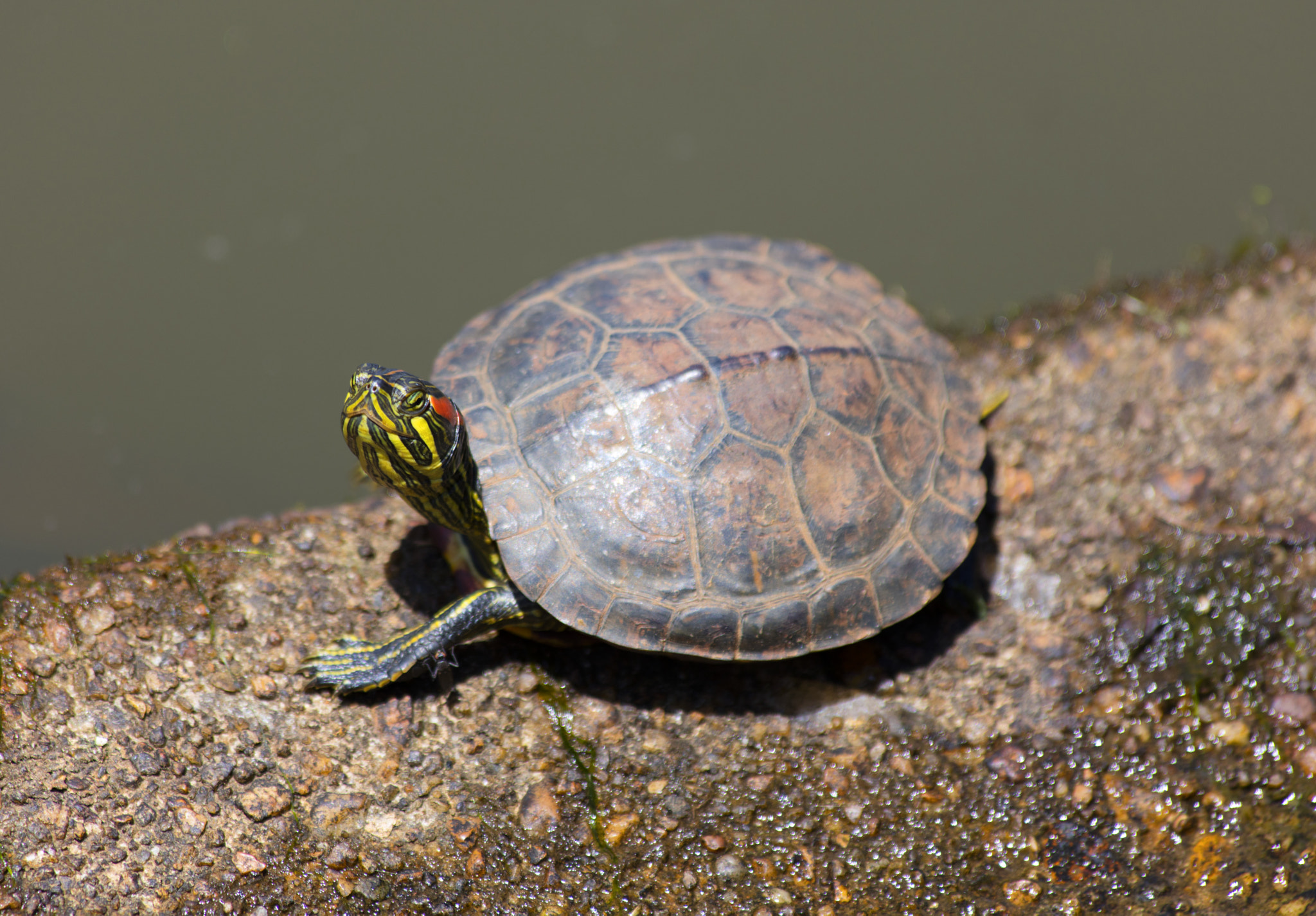Canon EOS 5DS sample photo. 6h8a3098.jpg photography