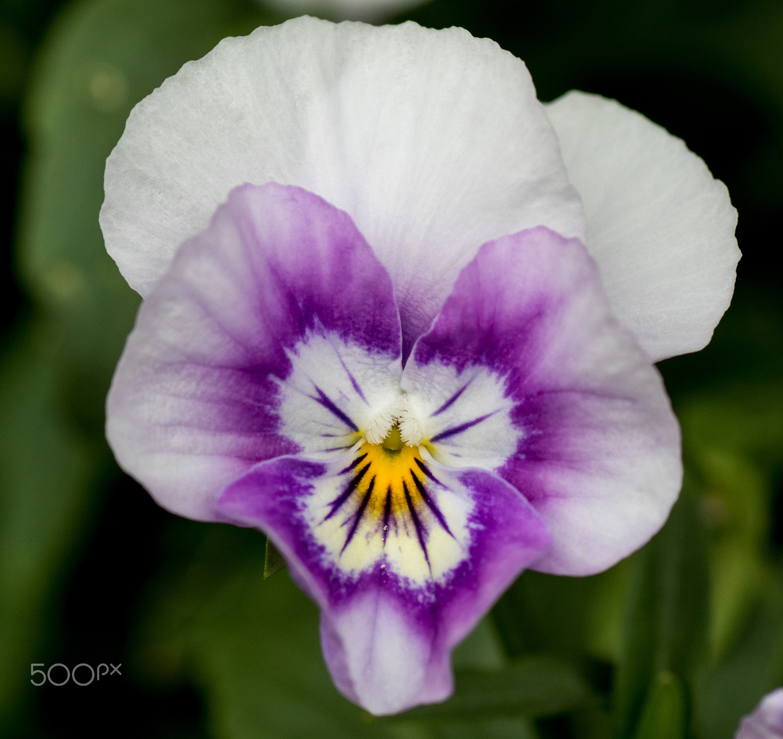 Canon EOS 7D Mark II + Tamron SP AF 90mm F2.8 Di Macro sample photo. Splash of yellow photography