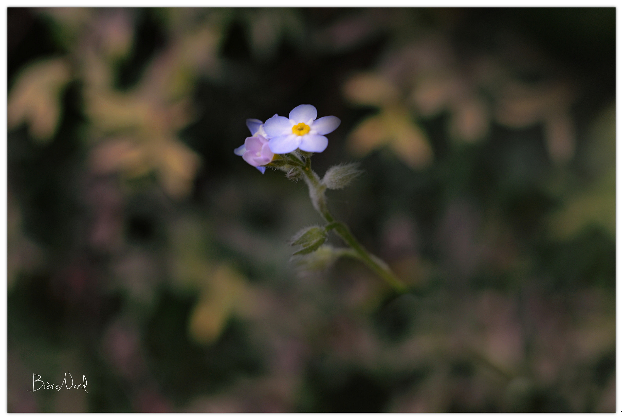 Nikon D3100 sample photo. The flower in a green hollow photography