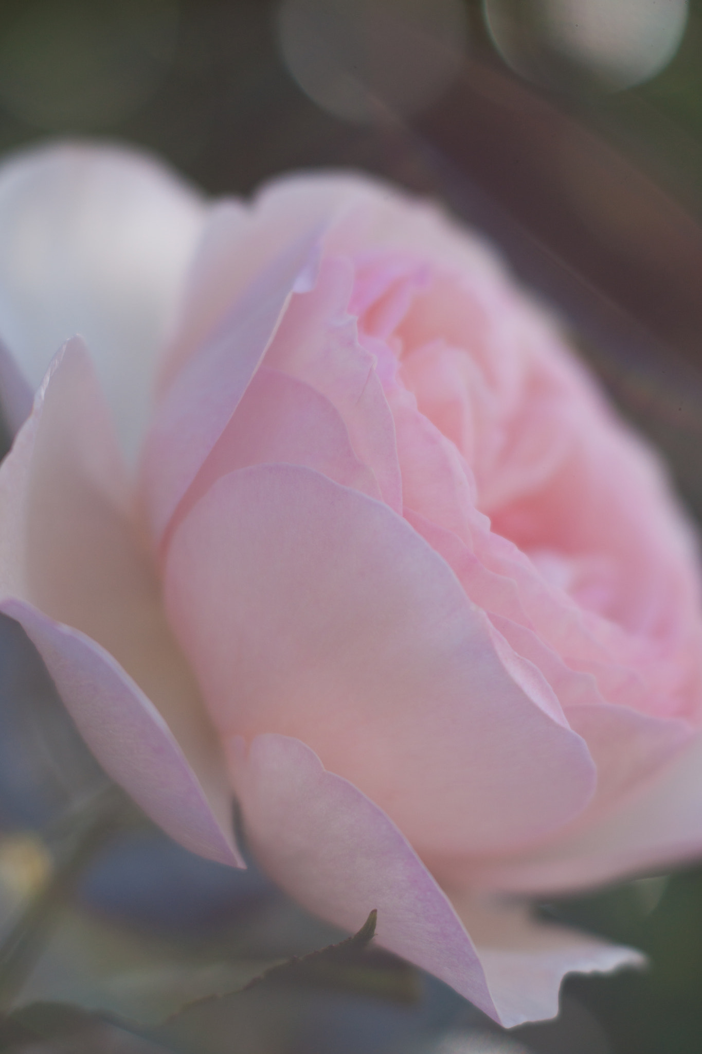 Minolta AF 100mm F2.8 Soft Focus sample photo. Rose photography