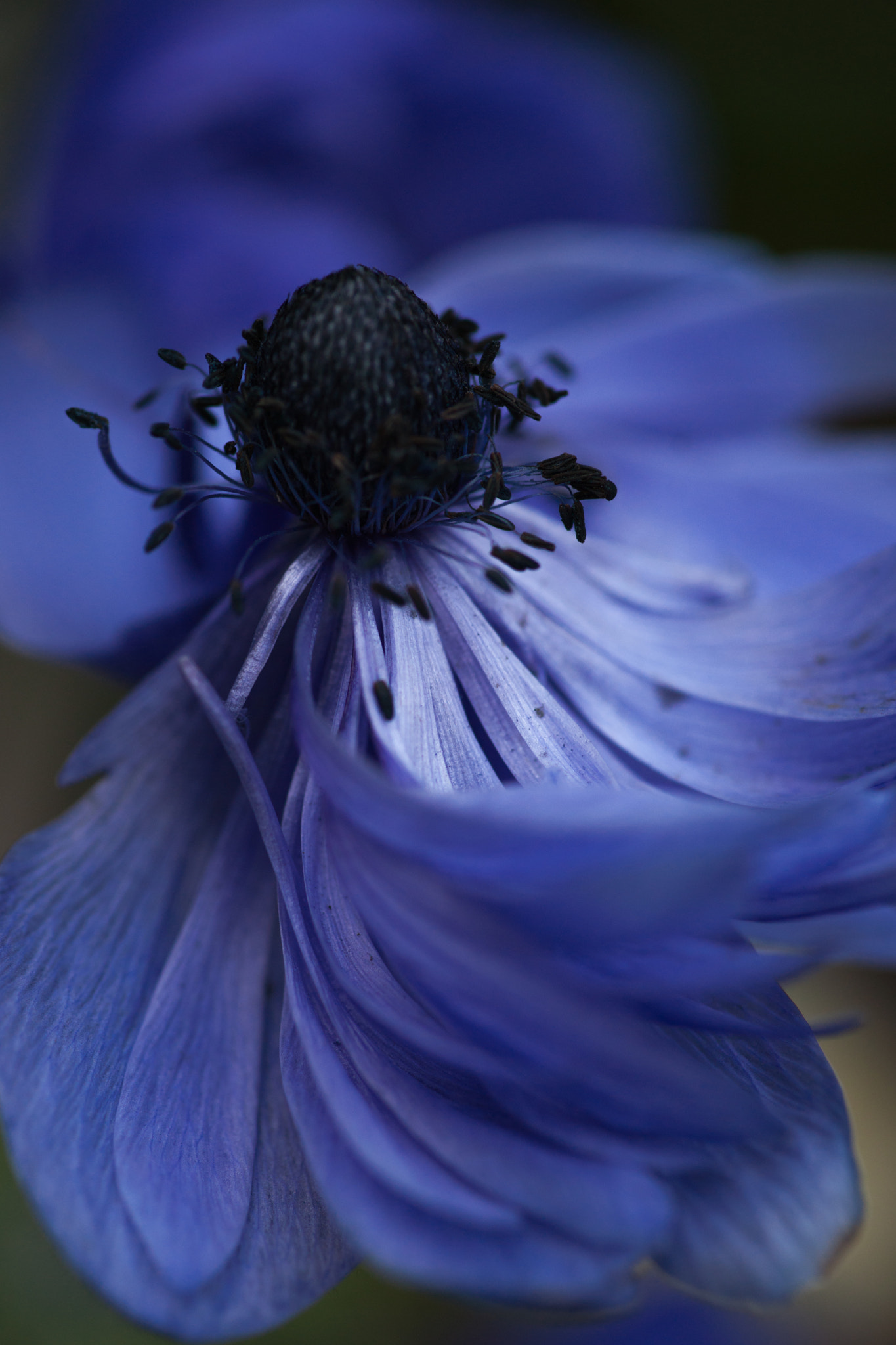 Sony Alpha DSLR-A900 sample photo. Anemone photography