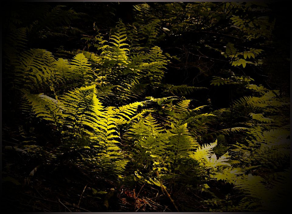 70.00 - 300.00 mm f/4.0 - 5.6 sample photo. The afternoon walking... photography
