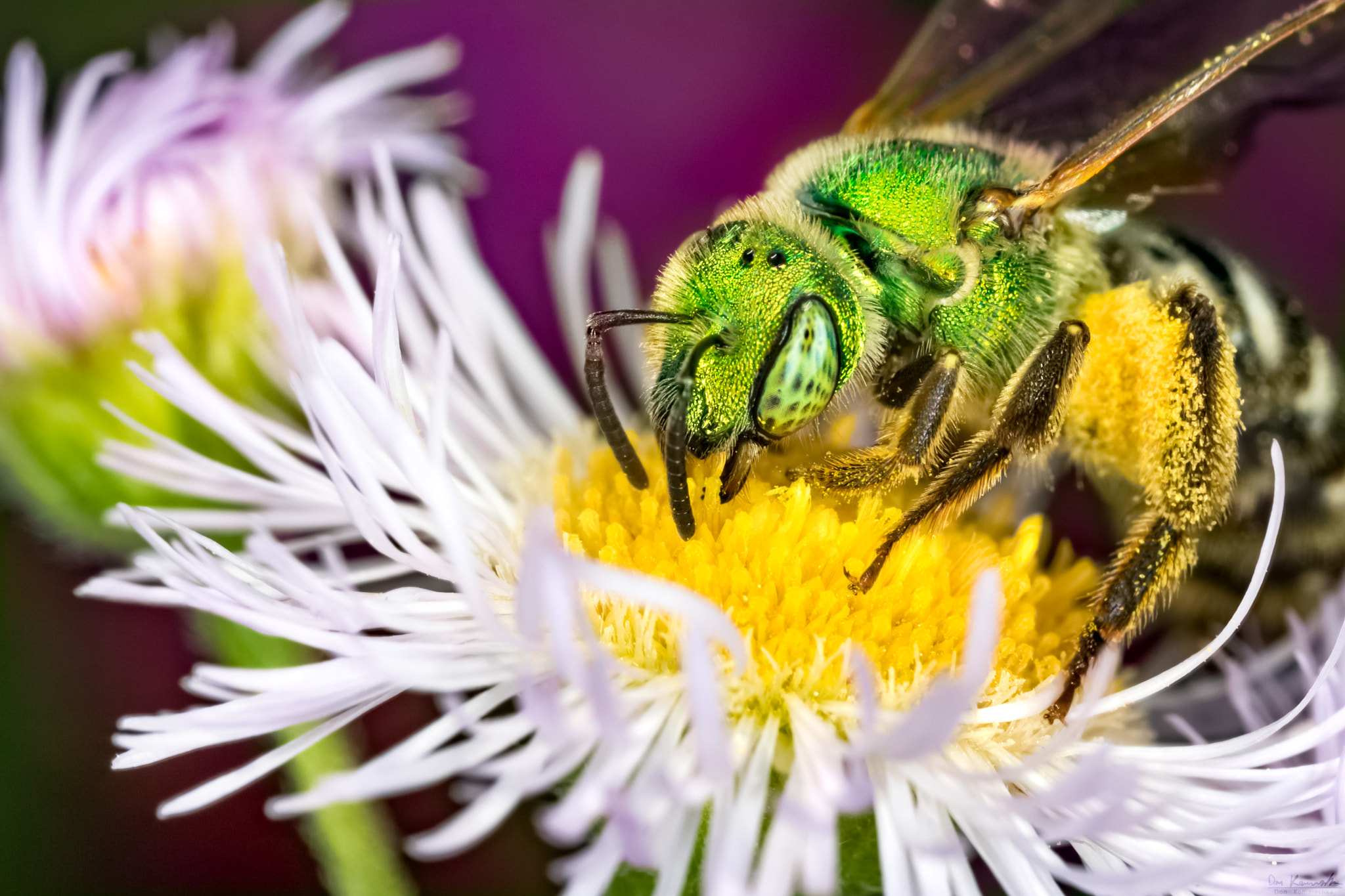 Canon MP-E 65mm F2.5 1-5x Macro Photo sample photo. Dancing in the flowers photography