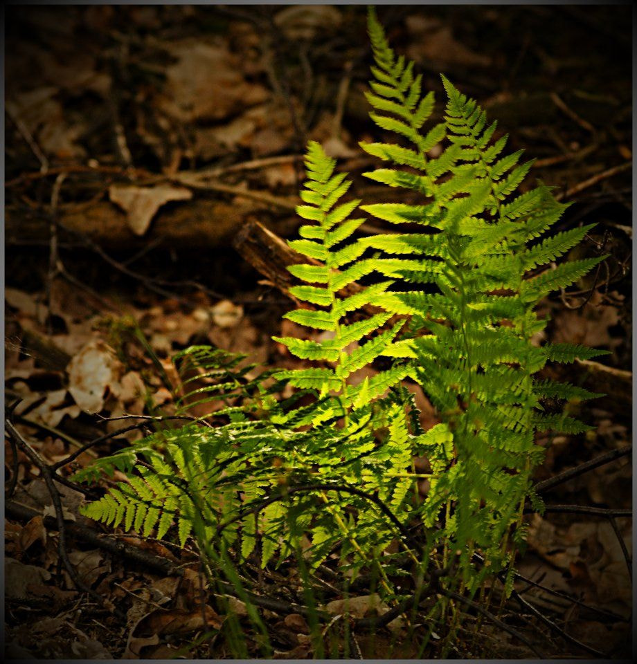 70.00 - 300.00 mm f/4.0 - 5.6 sample photo. The sharp light... photography