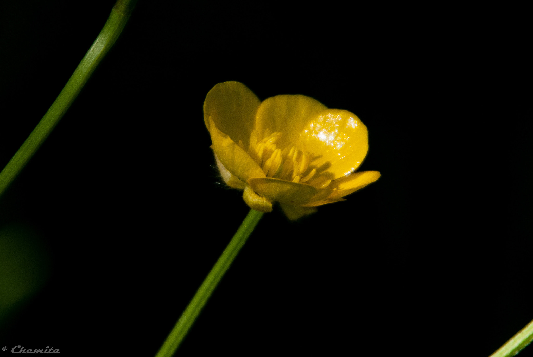 Nikon D60 sample photo. 04062016-dsc_0005.jpg photography