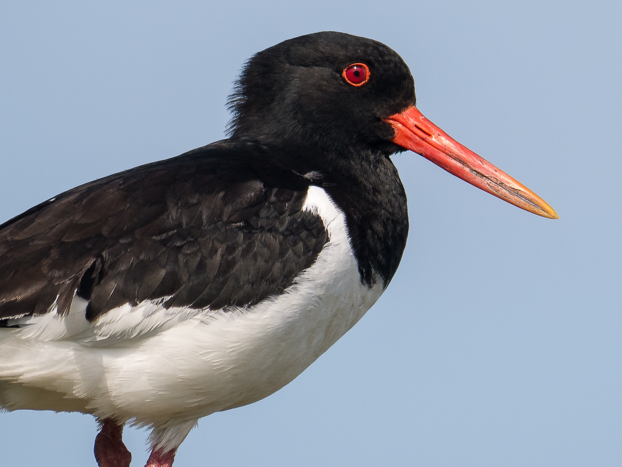 Panasonic Lumix DMC-G7 sample photo. Oystercatcher portrait photography