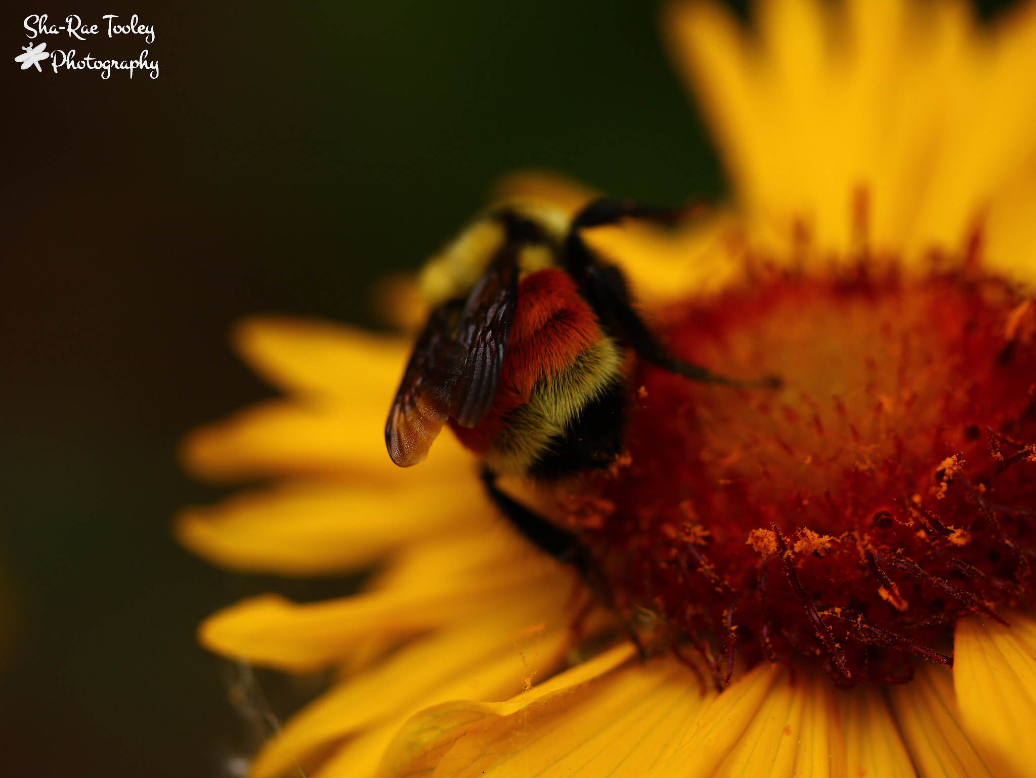 Canon EF-S 60mm F2.8 Macro USM sample photo