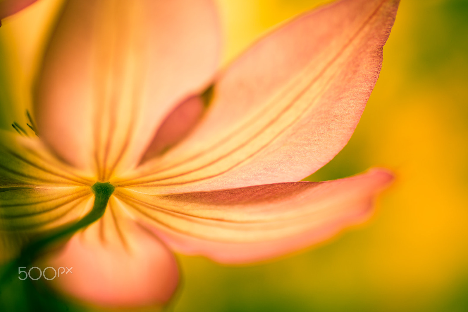Nikon Df sample photo. Temptress of flower photography