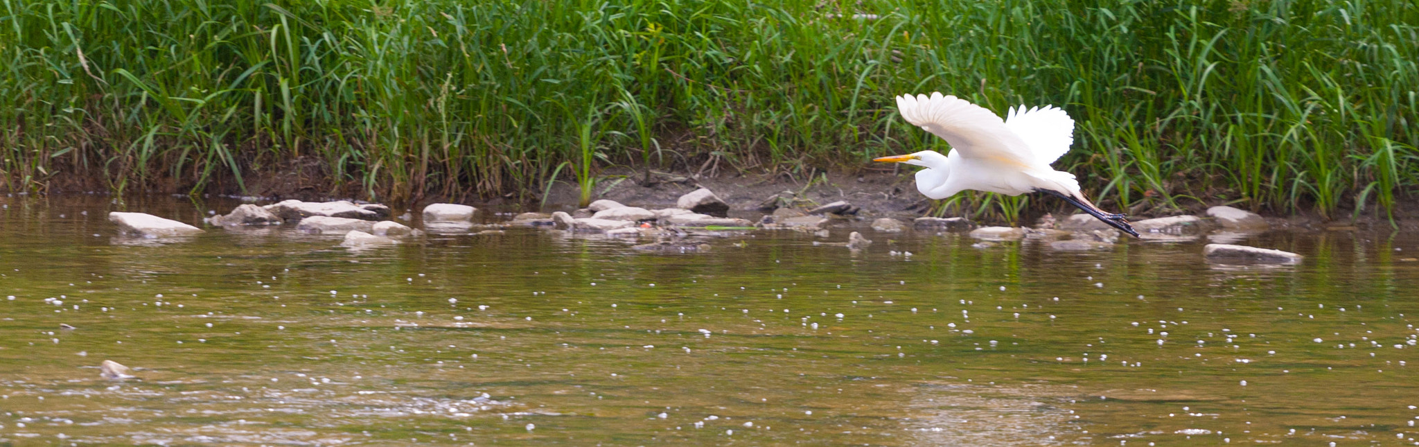 Canon EOS-1D Mark III sample photo. Mr. egret photography
